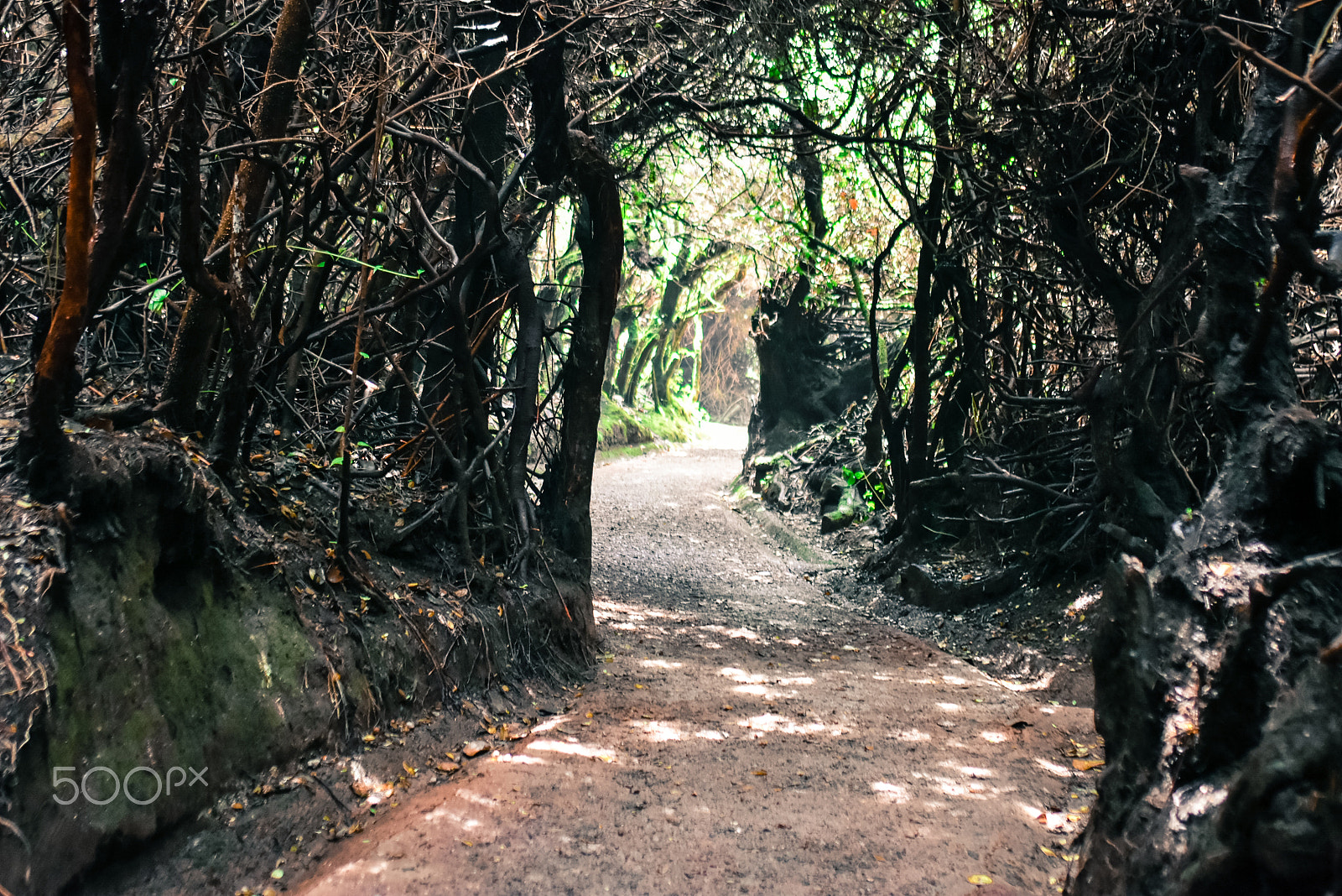 Nikon D7200 + AF Zoom-Nikkor 35-70mm f/2.8D sample photo. Nature @ costa rica photography