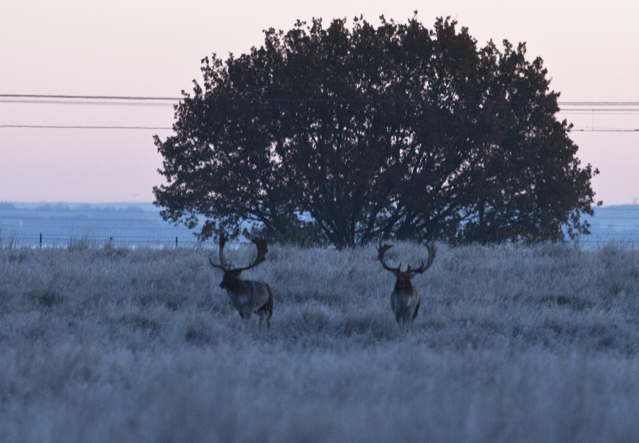 Canon EF 70-200mm F2.8L USM sample photo. Mating season photography