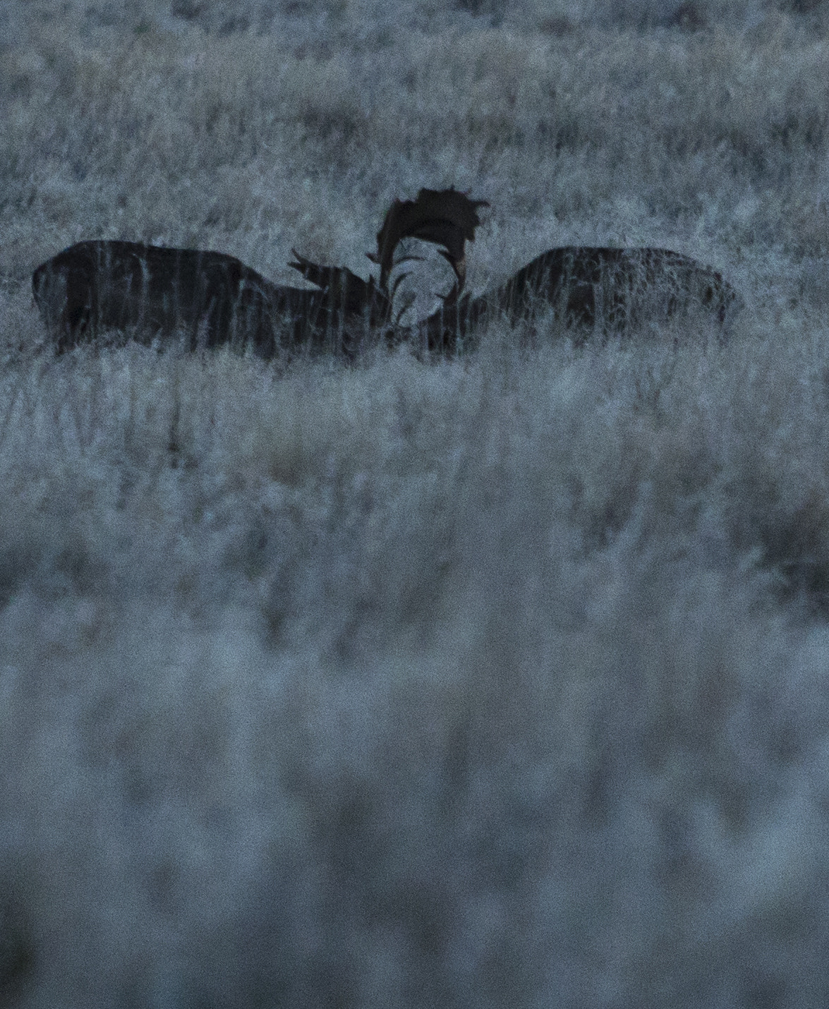 Canon EF 70-200mm F2.8L USM sample photo. Mating season photography