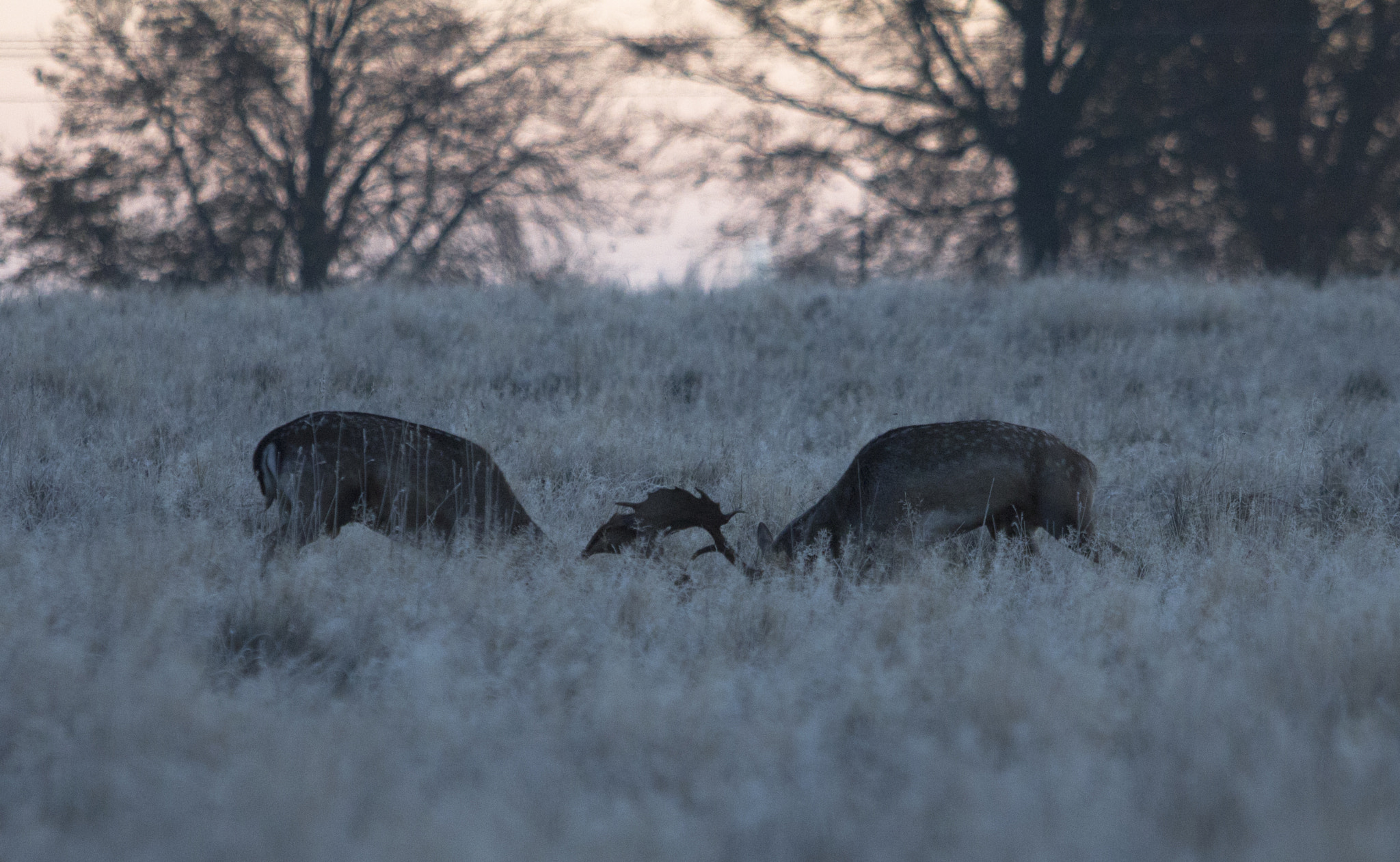 Canon EF 70-200mm F2.8L USM sample photo. Mating season photography