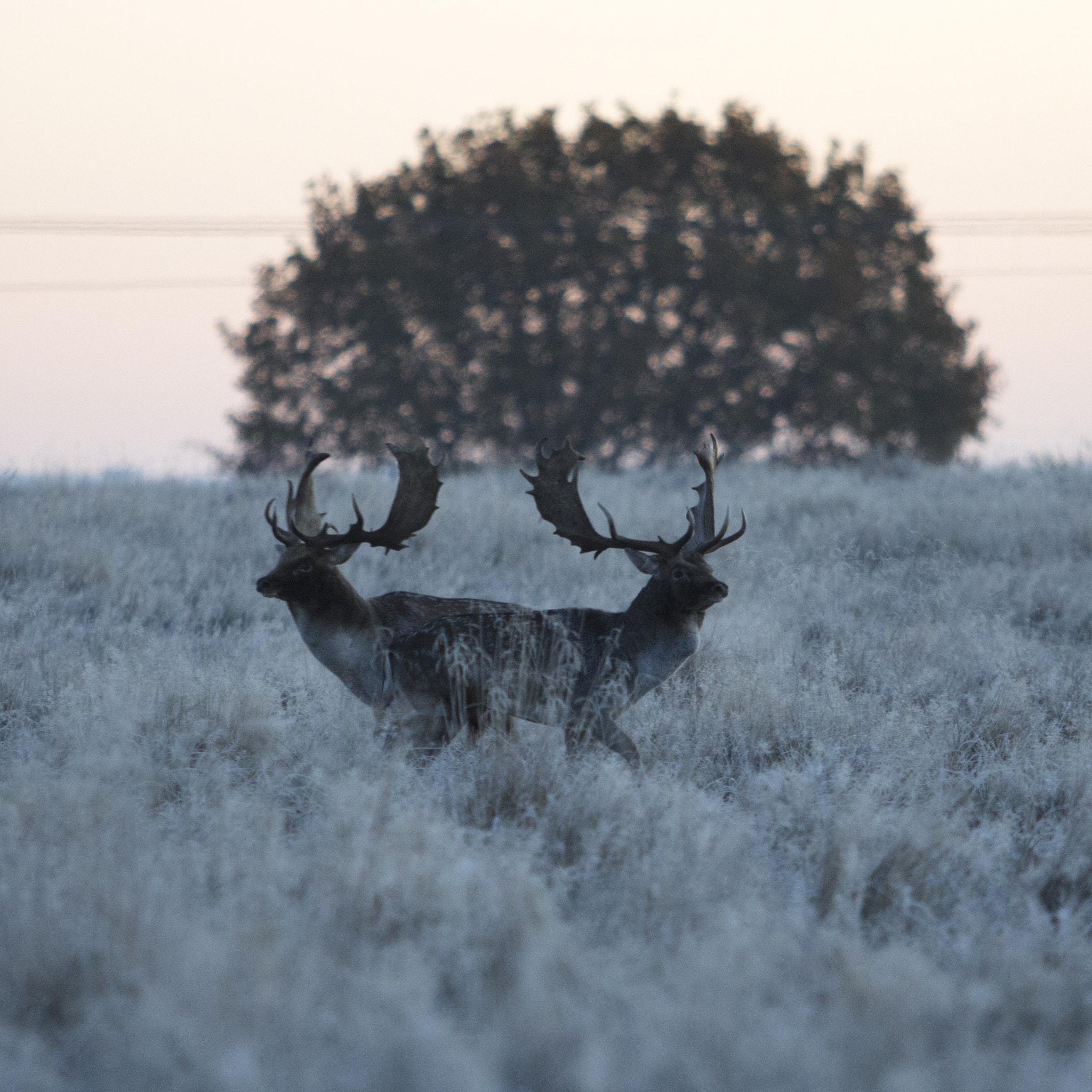 Canon EF 70-200mm F2.8L USM sample photo. Mating season photography