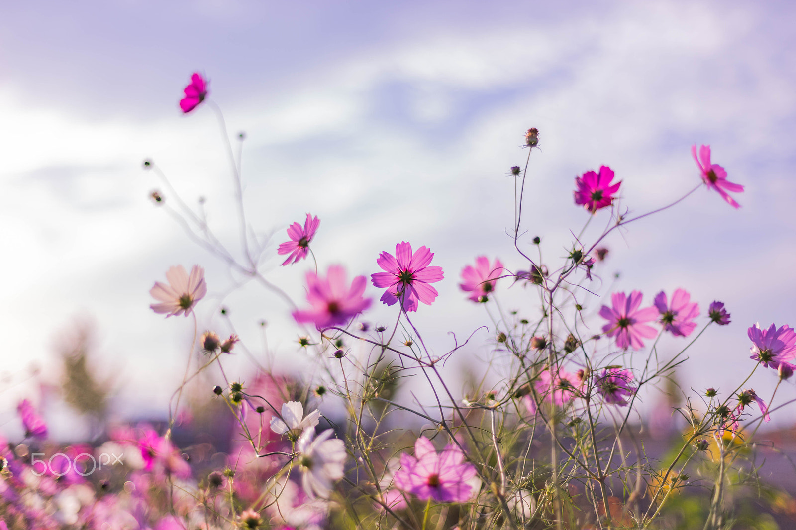 Sony a7 II + ZEISS Planar T* 50mm F1.4 sample photo. Autumn pink photography