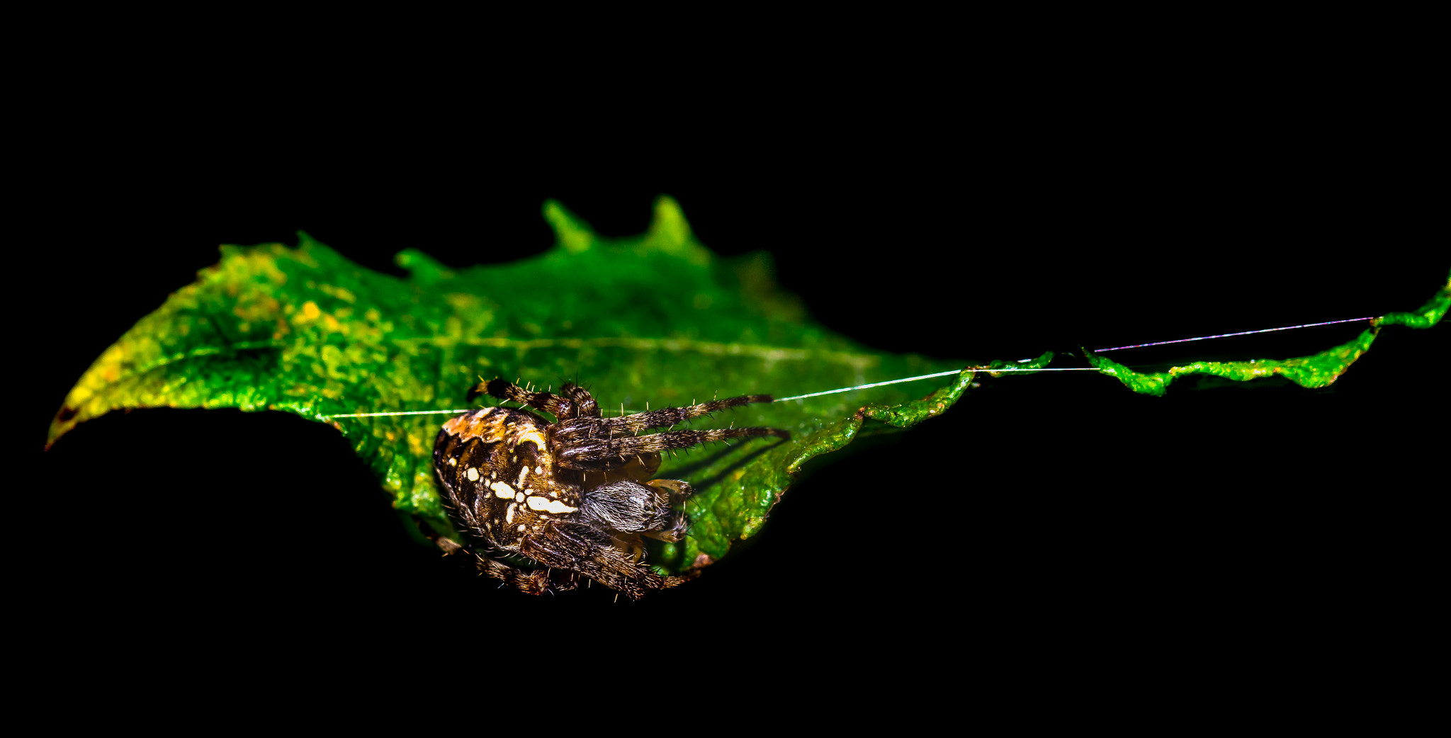 Sony SLT-A58 + 105mm F2.8 sample photo. Spin op blad photography