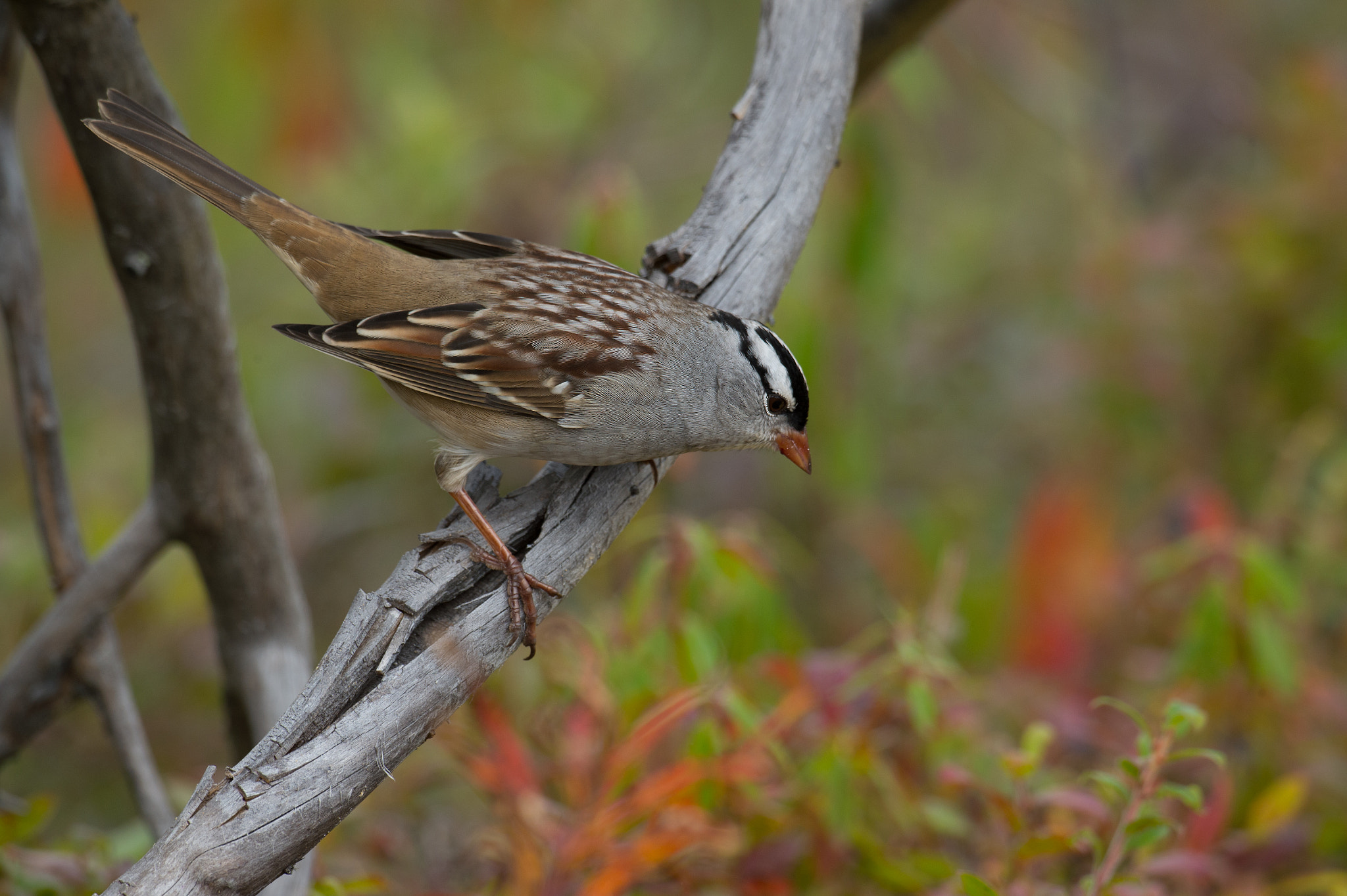 Nikon AF-S Nikkor 800mm F5.6E FL ED VR sample photo. Bruant a couronne blanche, white-crown sparrow. photography