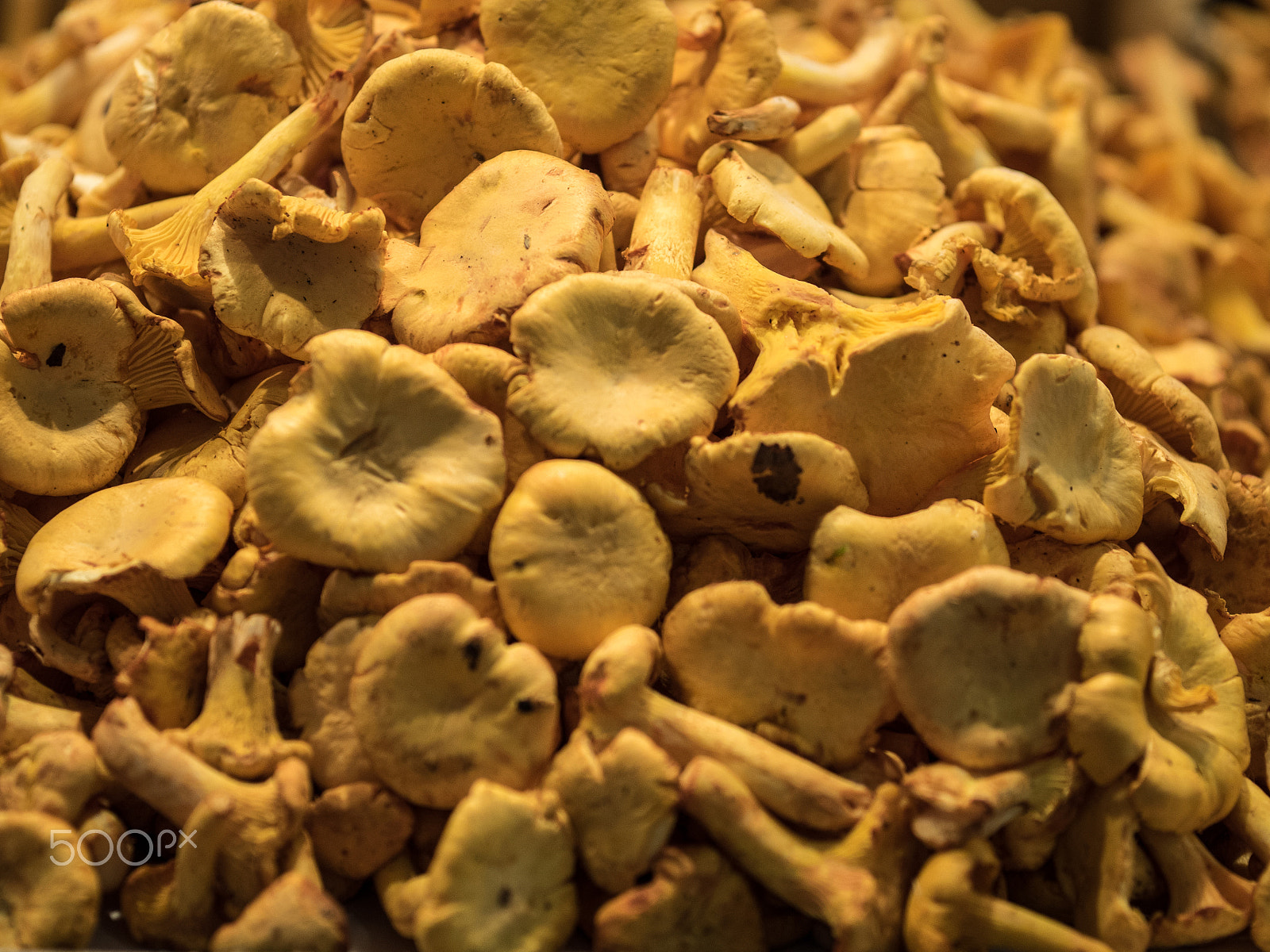 Olympus OM-D E-M5 II + Sigma 60mm F2.8 DN Art sample photo. Cantharellus cibarius photography