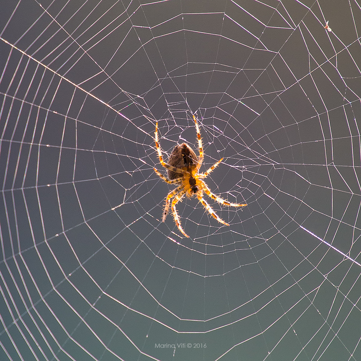 Canon EF 70-200mm F4L USM sample photo. Spiderweb photography