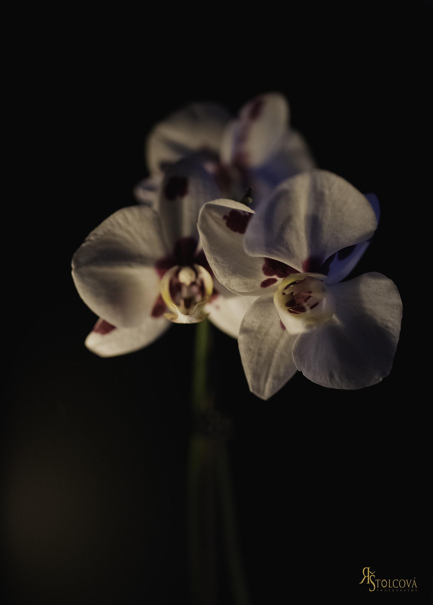 Nikon D750 + Tamron SP 35mm F1.8 Di VC USD sample photo. 22.jpg photography
