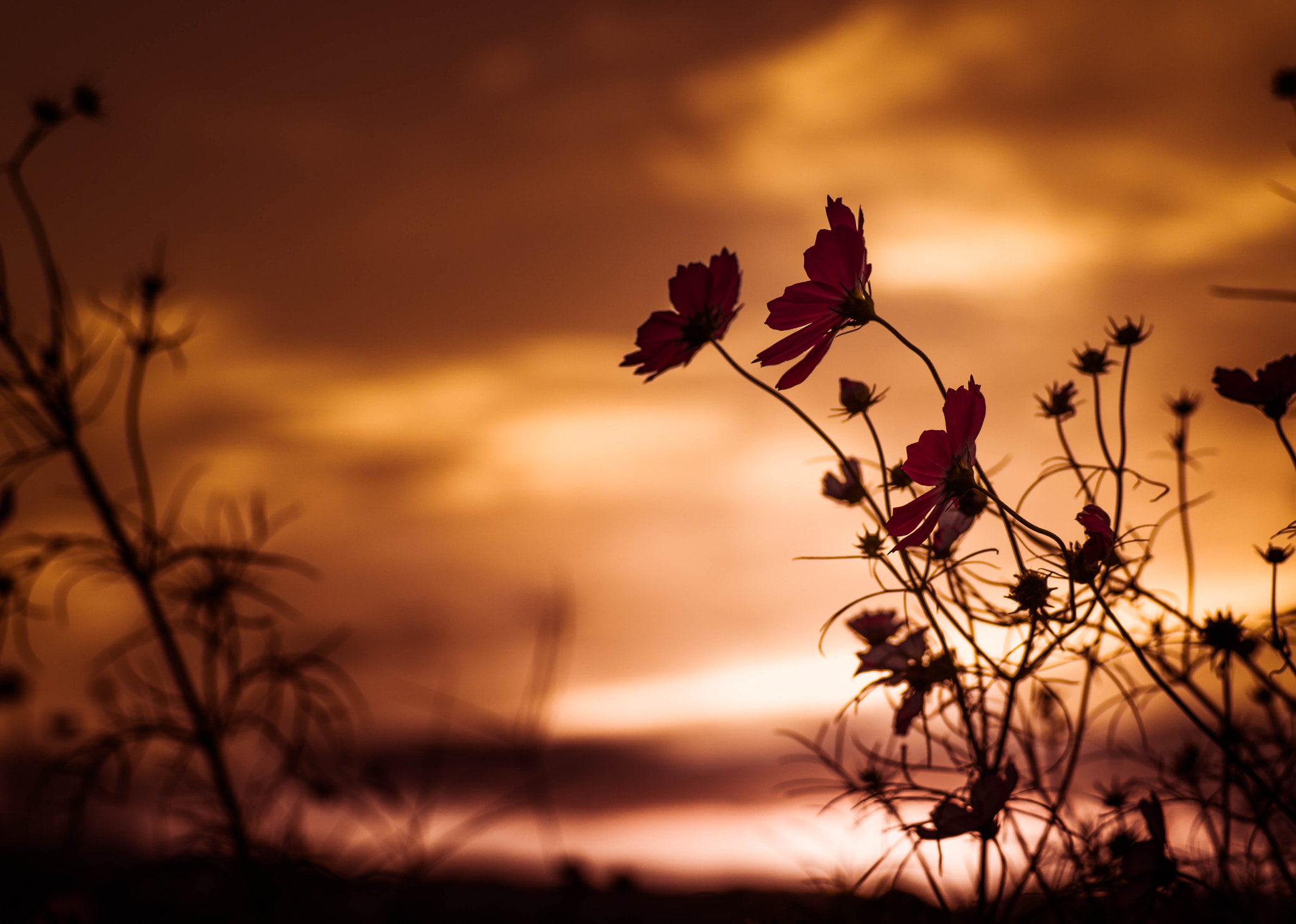 Pentax K-1 sample photo. Senset & cosmos photography