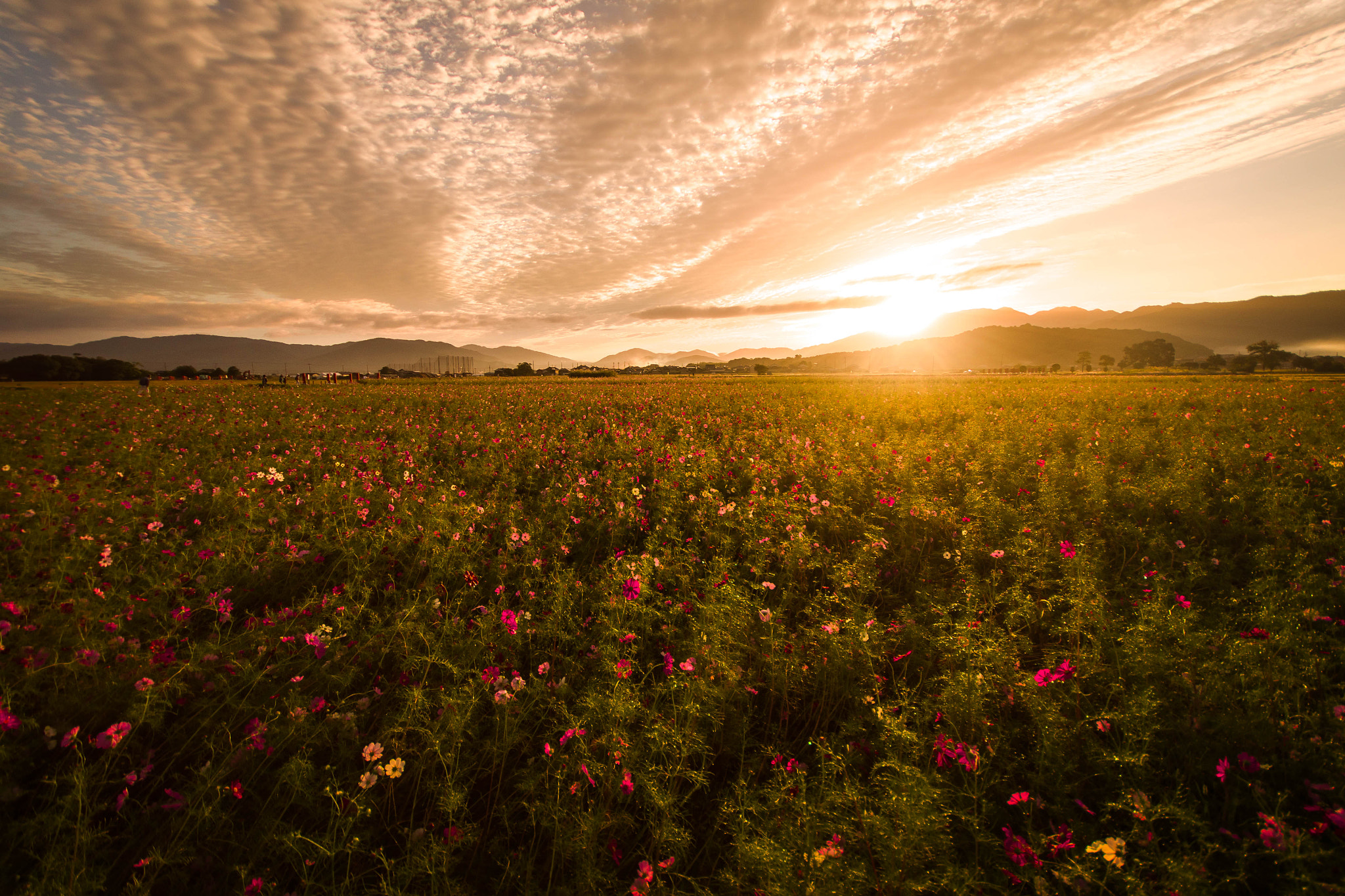Sigma AF 10-20mm F4-5.6 EX DC sample photo. Sunrise & cosmos field photography