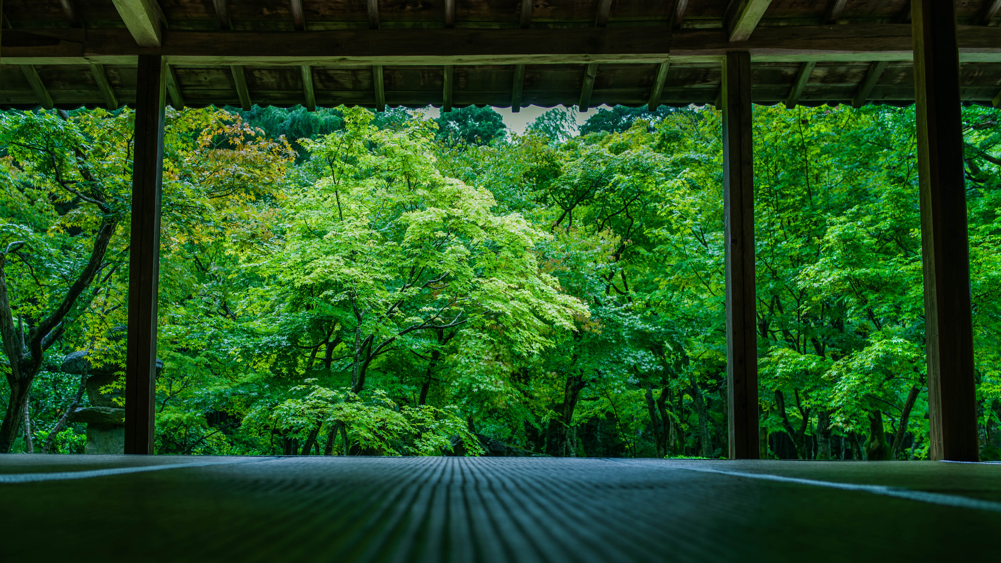 Pentax smc FA 31mm F1.8 AL Limited sample photo. Green view photography