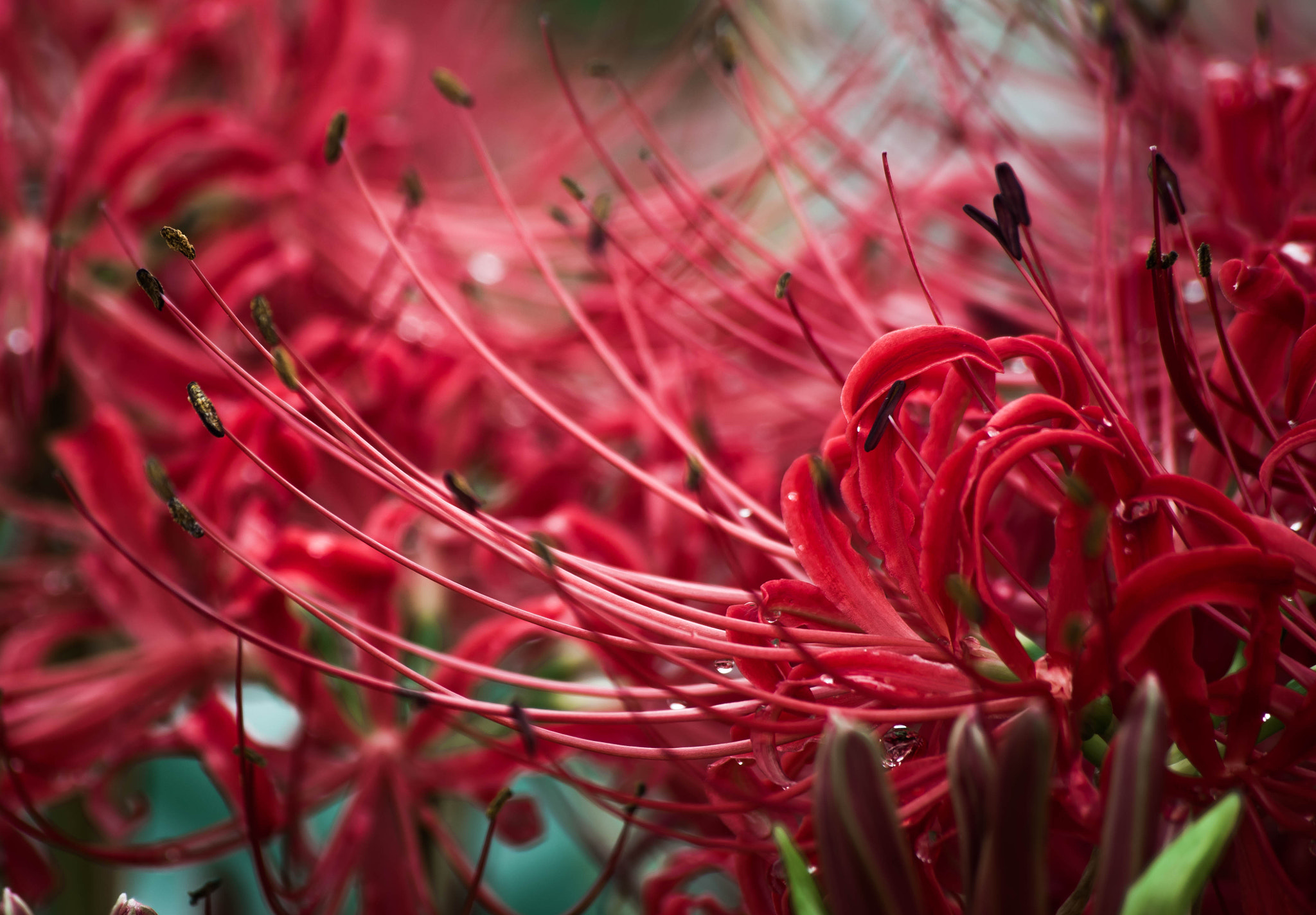 Pentax K-1 + Sigma sample photo. Cluster amaryllis photography