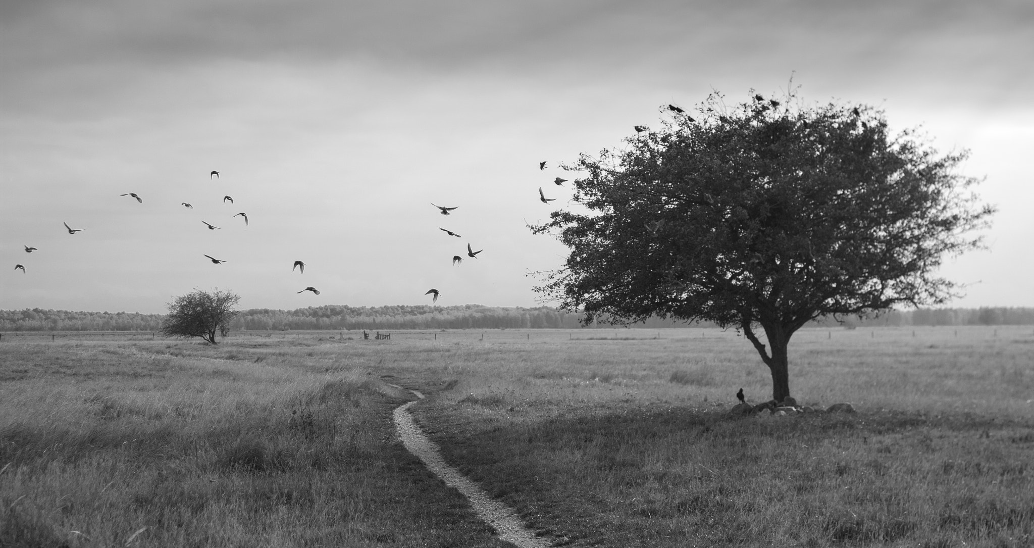 Pentax K20D sample photo. Starlings' tree photography