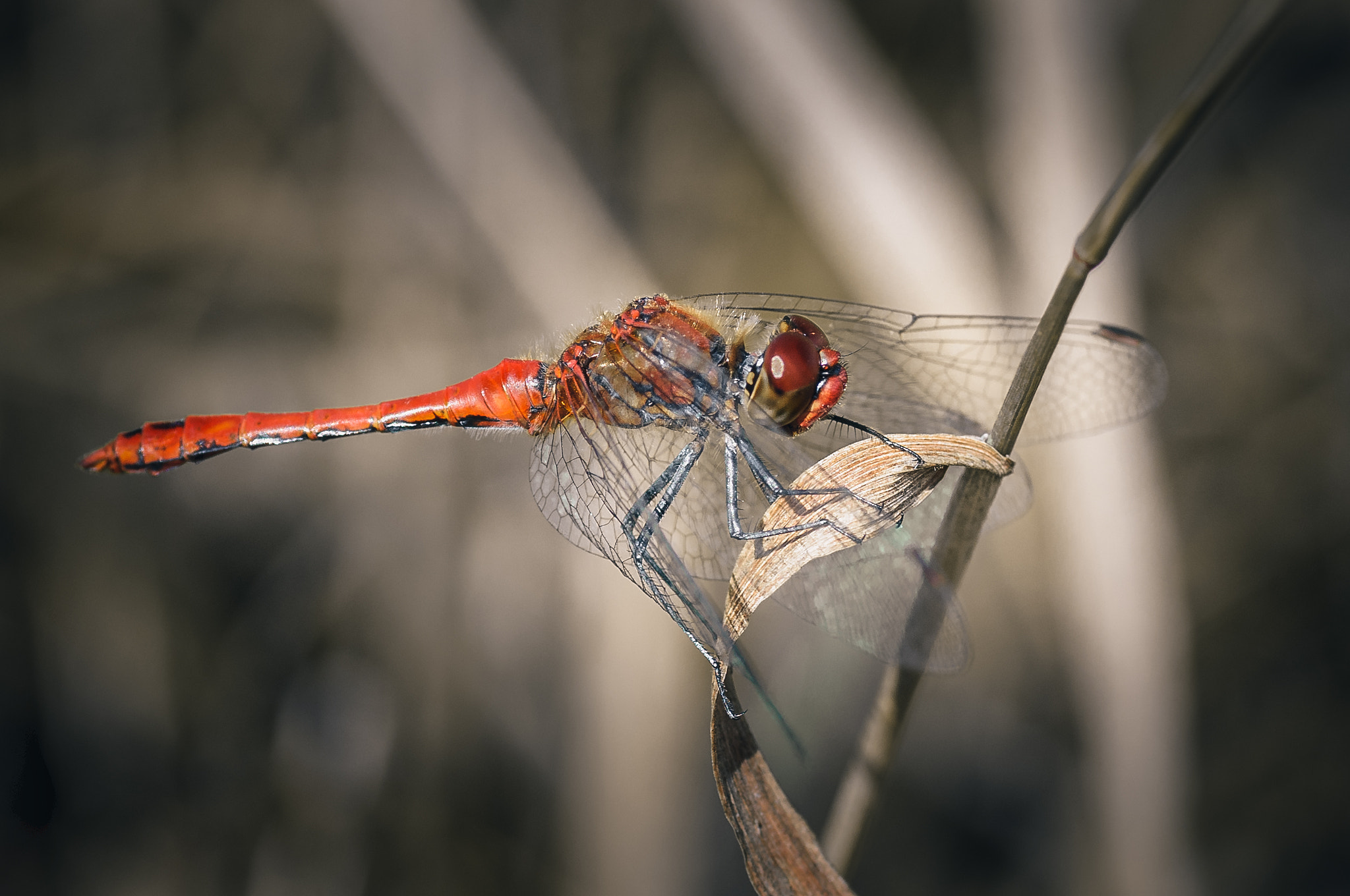 Nikon D300 sample photo. Red dragonfly photography