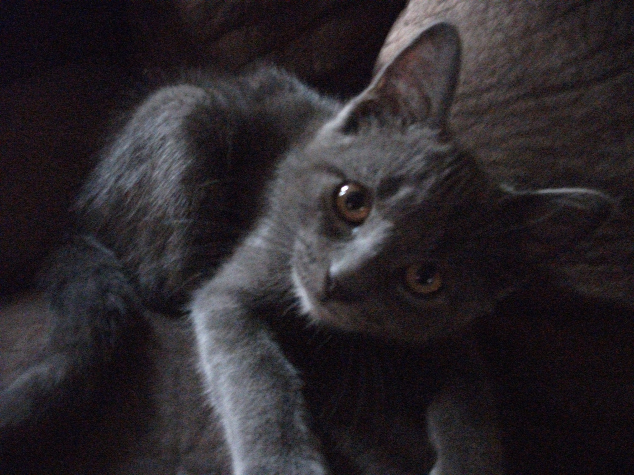 Fujifilm A220 A230 sample photo. Curious kitty photography