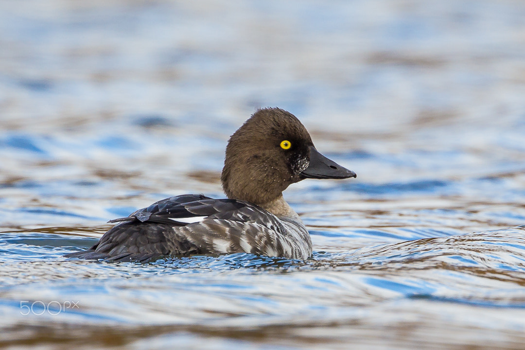 Canon EF 500mm F4L IS USM sample photo. Goldeneye photography