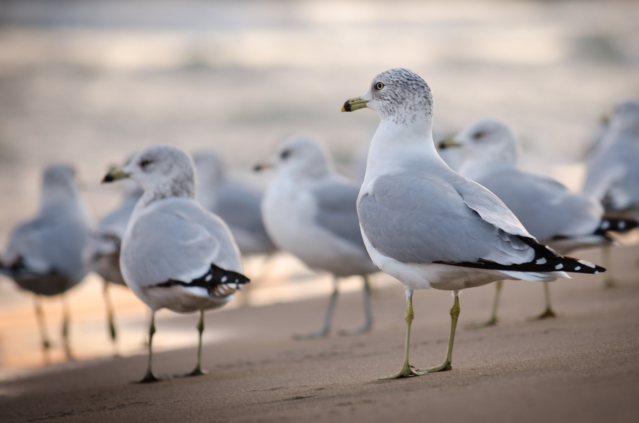 Nikon AF-S Nikkor 70-200mm F4G ED VR sample photo. Gulls photography