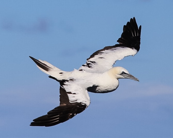 Canon EOS 6D + Canon EF 300mm F4L IS USM sample photo. Young gannet photography