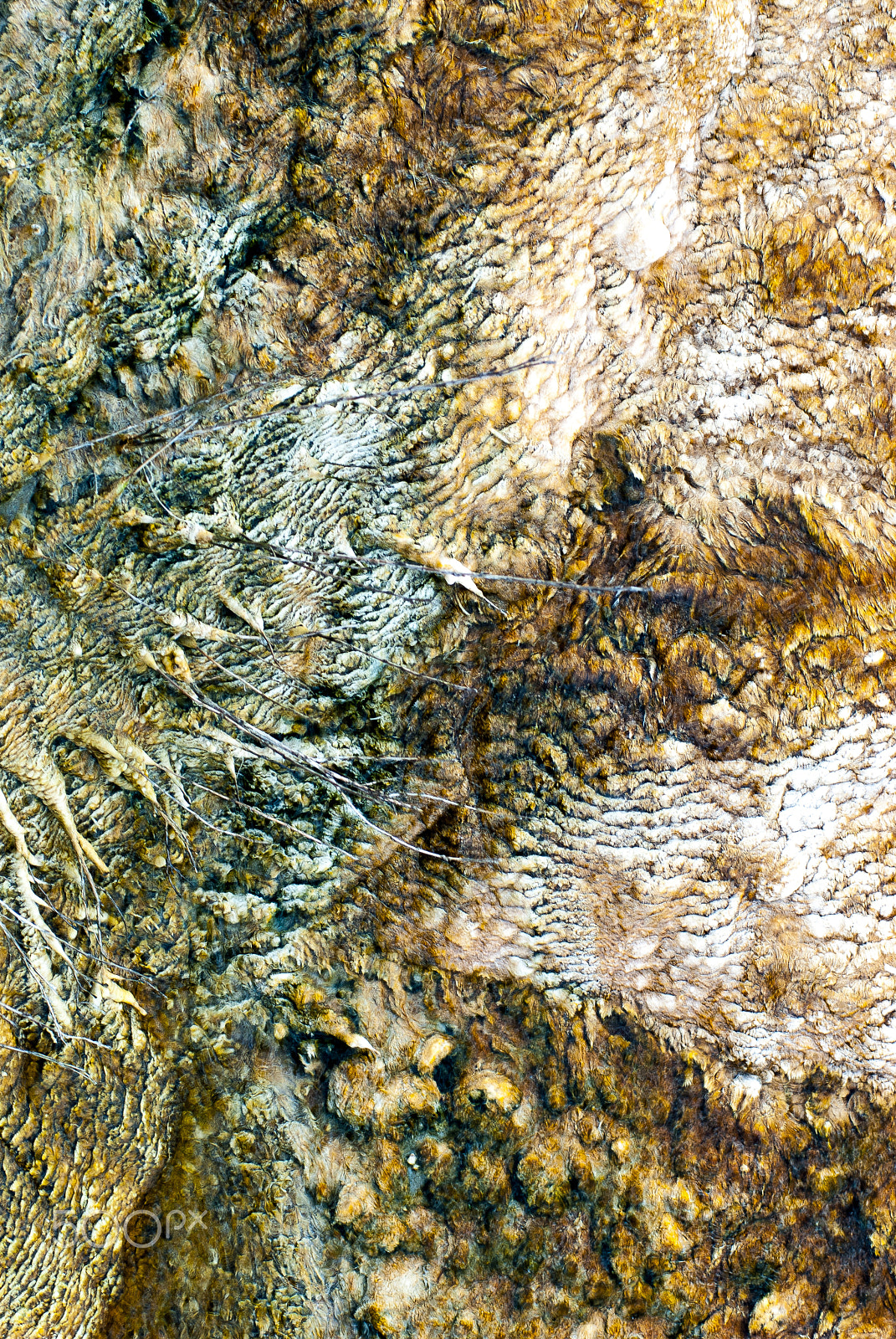 AF Zoom-Nikkor 80-200mm f/2.8 ED sample photo. Mammoth hot springs mineral deposition texture photography