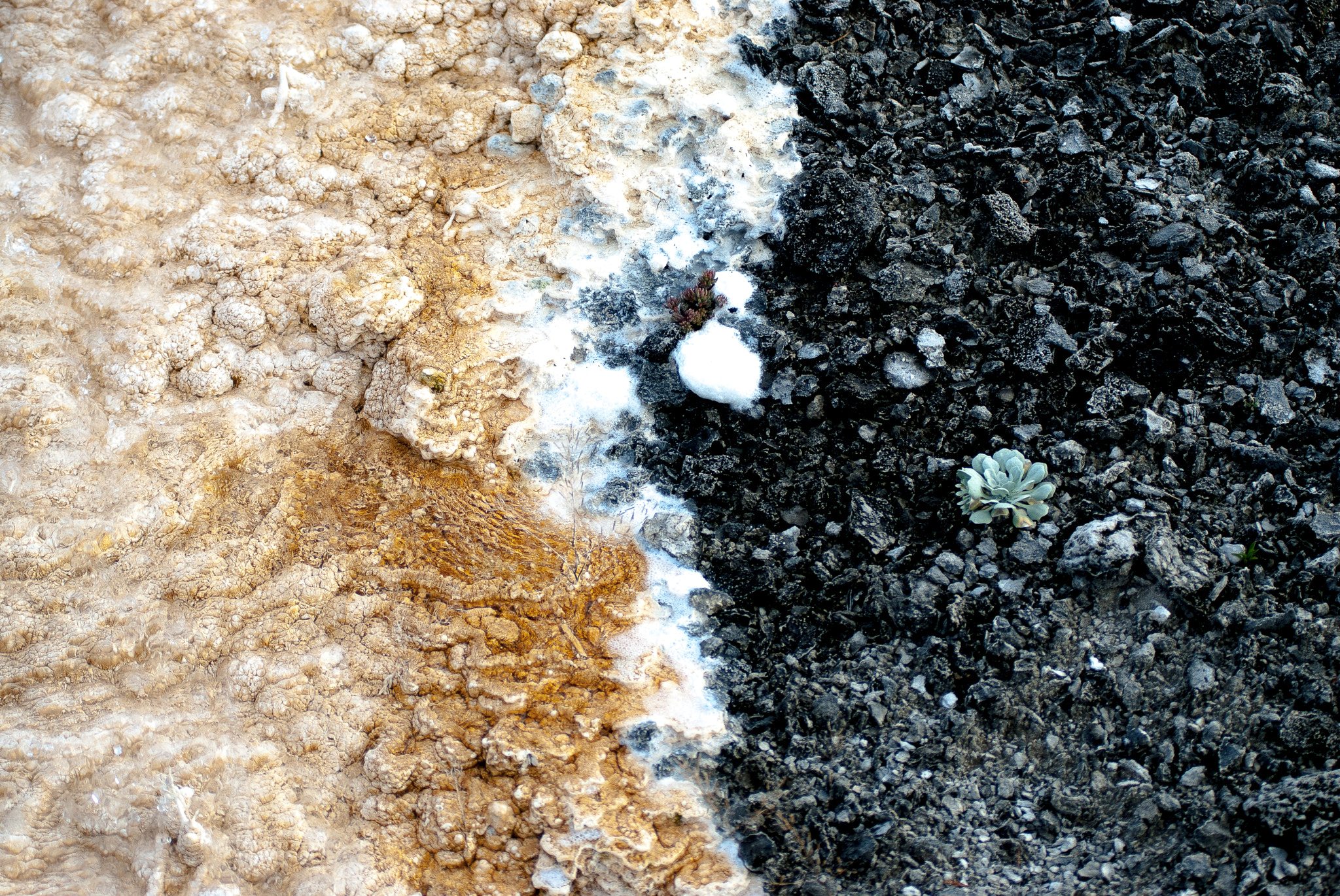 AF Zoom-Nikkor 80-200mm f/2.8 ED sample photo. Mammoth hot springs mineral deposition texture photography