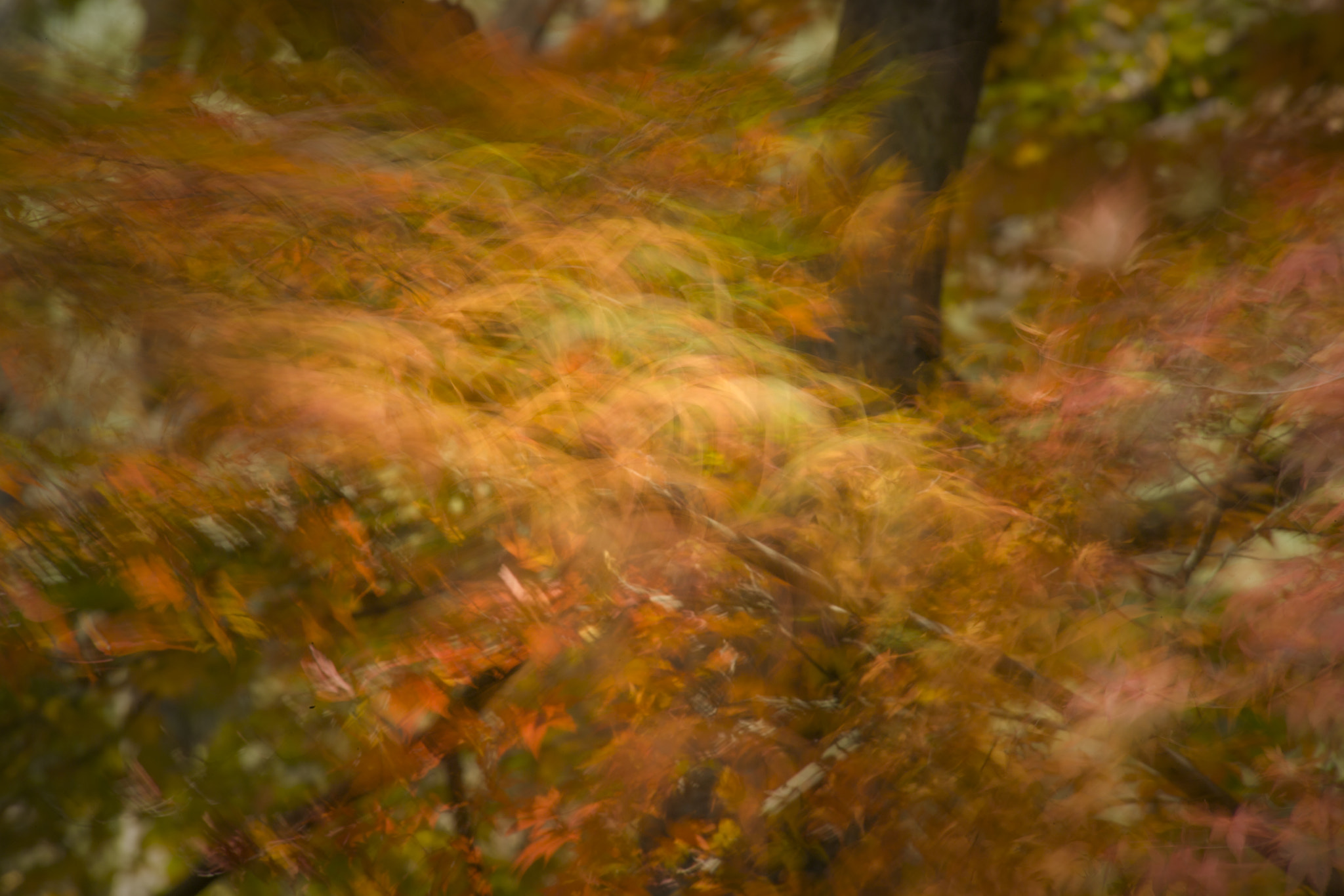 Kodak DCS Pro 14nx sample photo. Autumn leaves photography