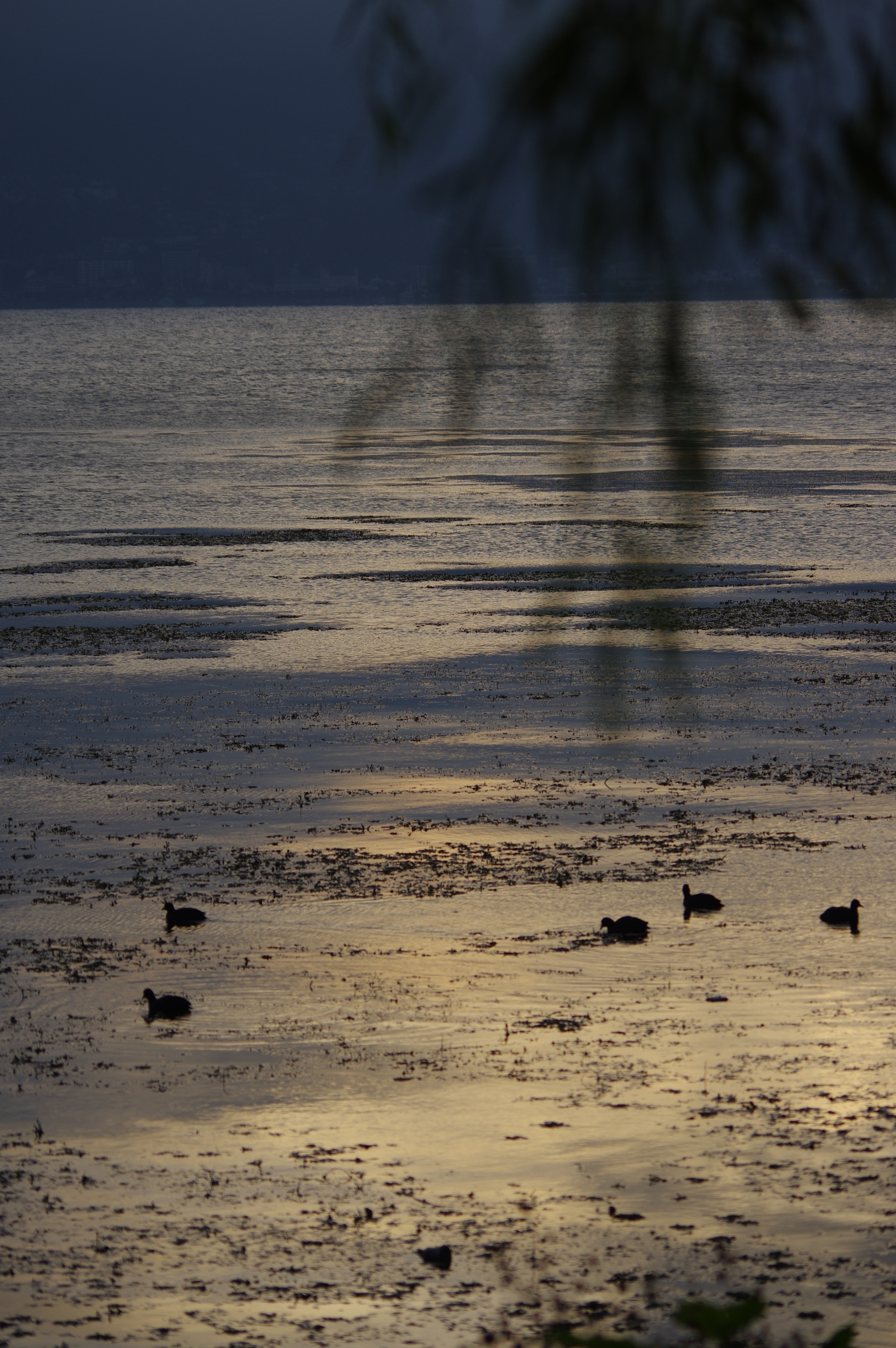 HD Pentax DA 55-300mm F4.0-5.8 ED WR sample photo. Water birds floating in the early morning of the lake surface photography
