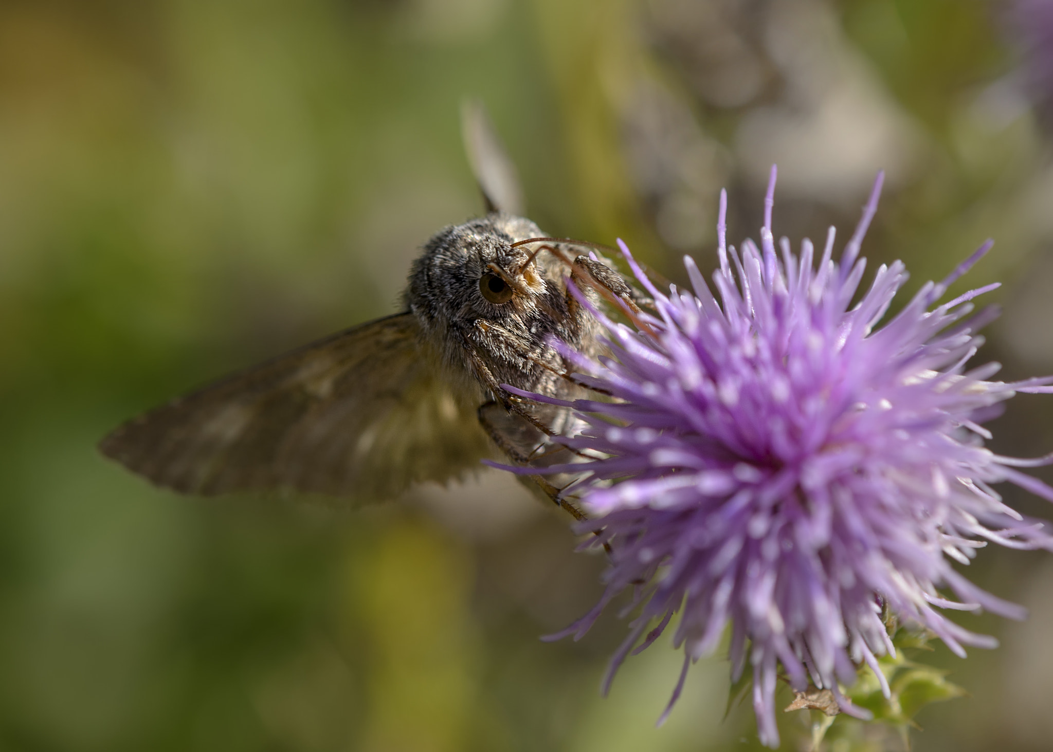 Nikon AF-S DX Micro-Nikkor 85mm F3.5G ED VR sample photo. Busy moth photography