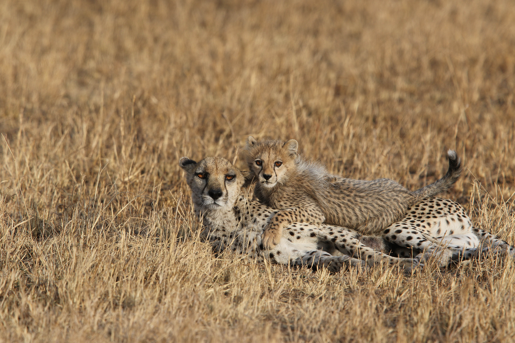 Canon EOS 7D Mark II + Canon EF 400mm F2.8L IS II USM sample photo. Cheetah photography