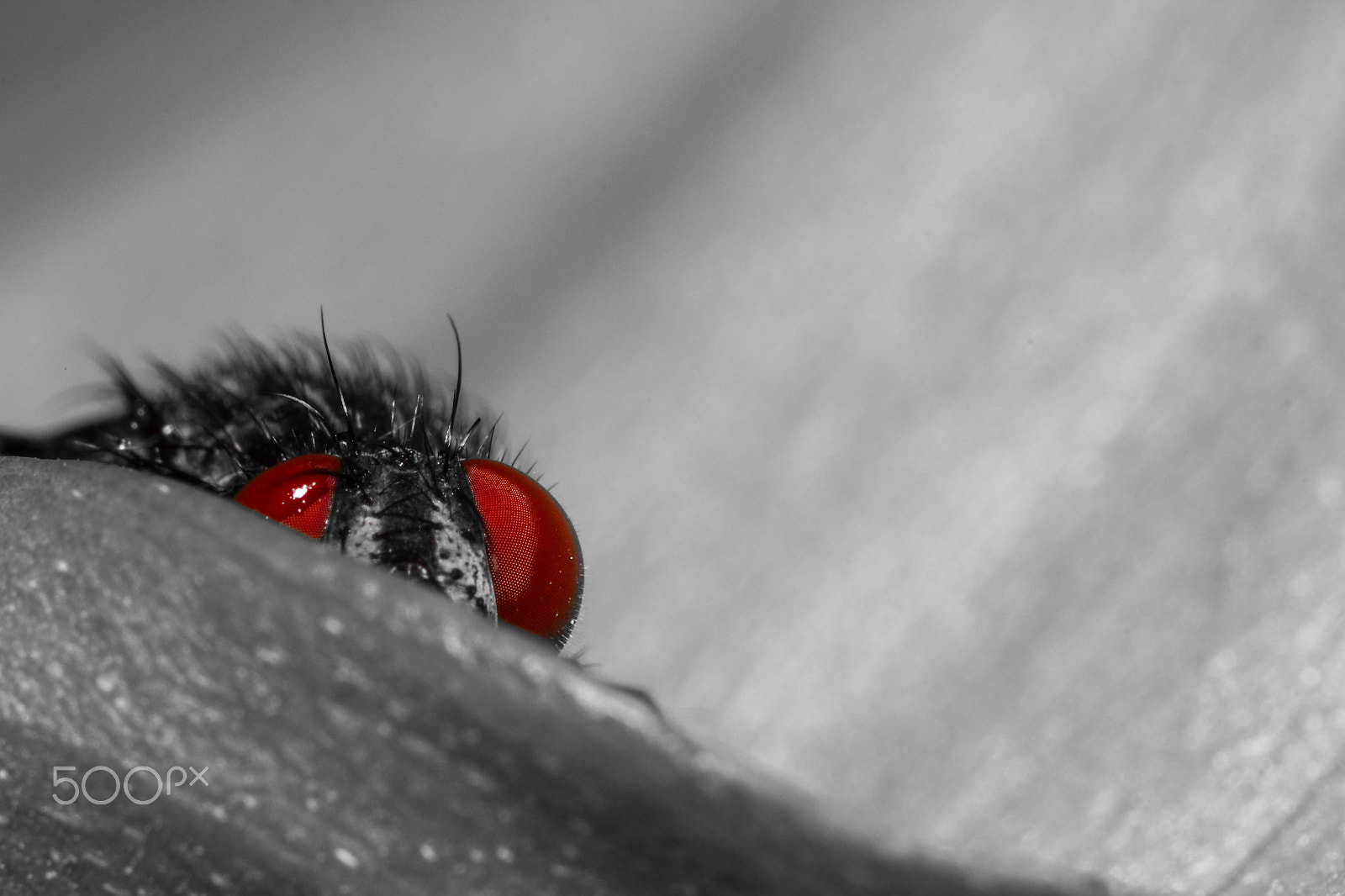 Canon EOS 600D (Rebel EOS T3i / EOS Kiss X5) + Tamron SP AF 90mm F2.8 Di Macro sample photo. Colorkey fliege photography