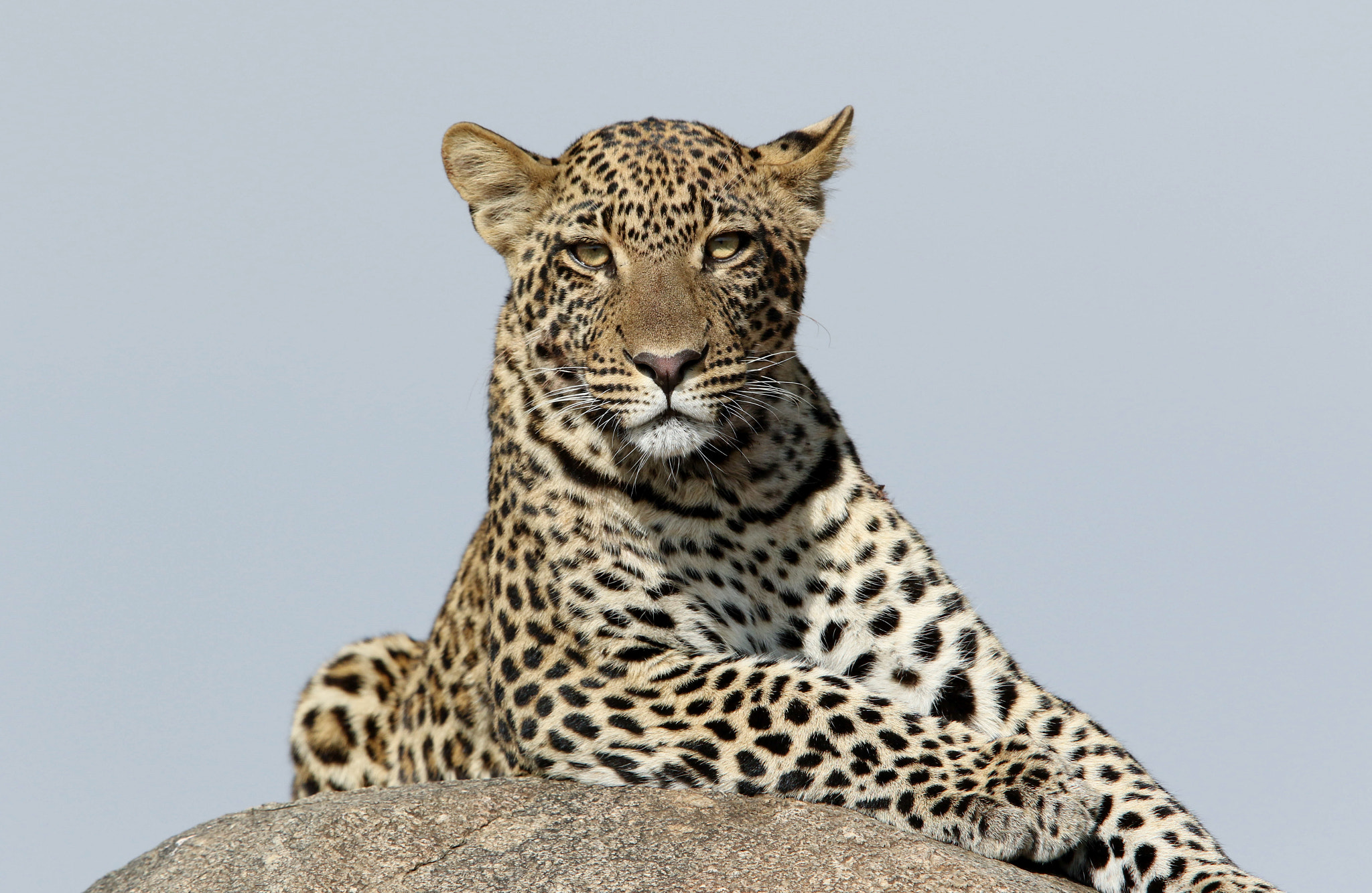 Canon EOS 7D Mark II + Canon EF 400mm F2.8L IS II USM sample photo. Leopard photography