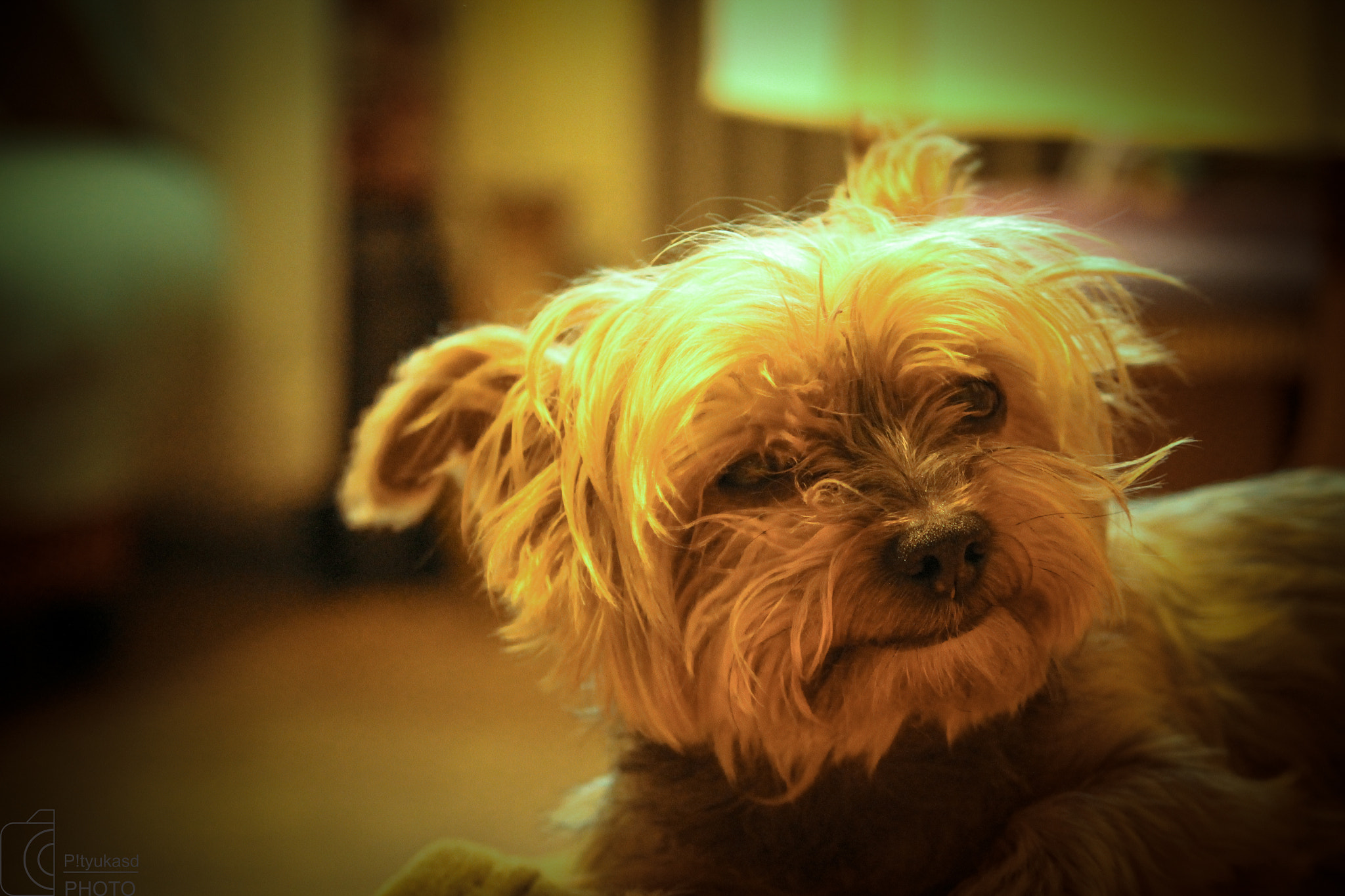 Canon EF-S 55-250mm F4-5.6 IS sample photo. A man's best friend photography