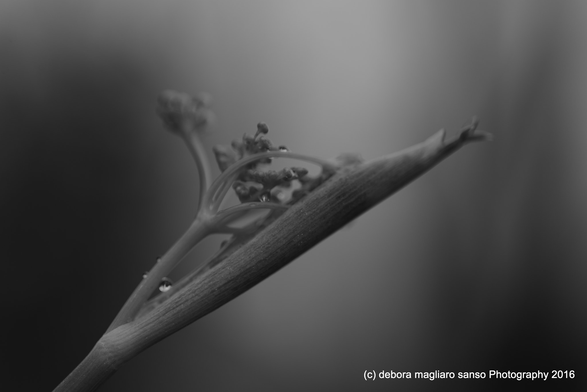Nikon D610 + Nikon AF Micro-Nikkor 60mm F2.8D sample photo. Mystic 2 photography