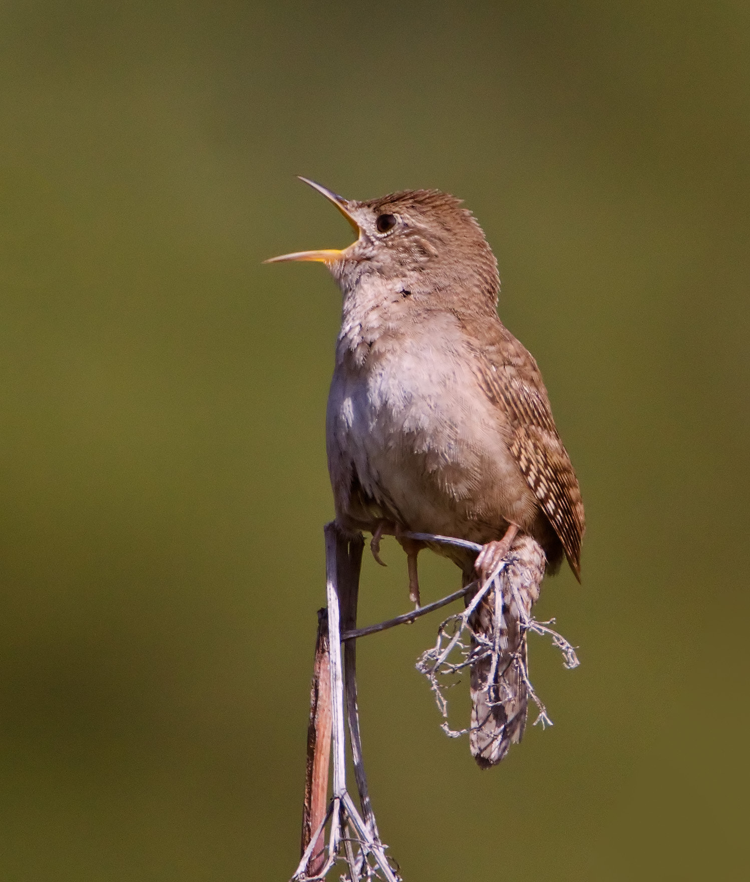 Canon EOS 50D + Canon EF 500mm F4L IS USM sample photo. Bird song photography