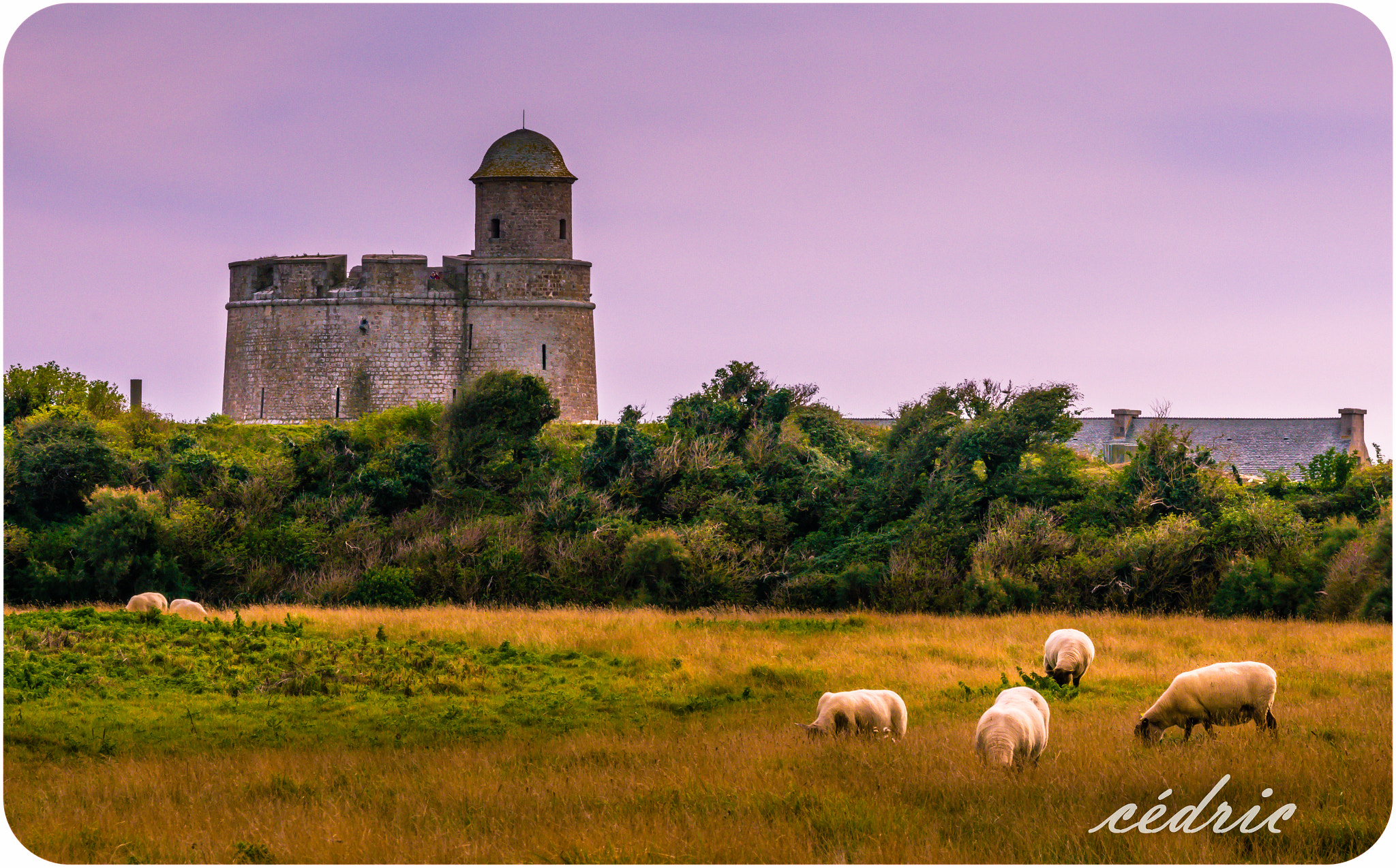 Sigma 18-200mm F3.5-6.3 II DC OS HSM sample photo. Les moutons de tatihou photography