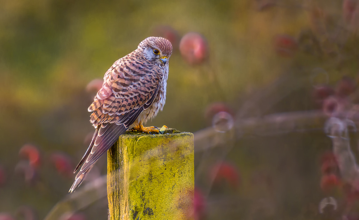 150-600mm F5-6.3 DG OS HSM | Contemporary 015 sample photo. Lesser kestrel photography