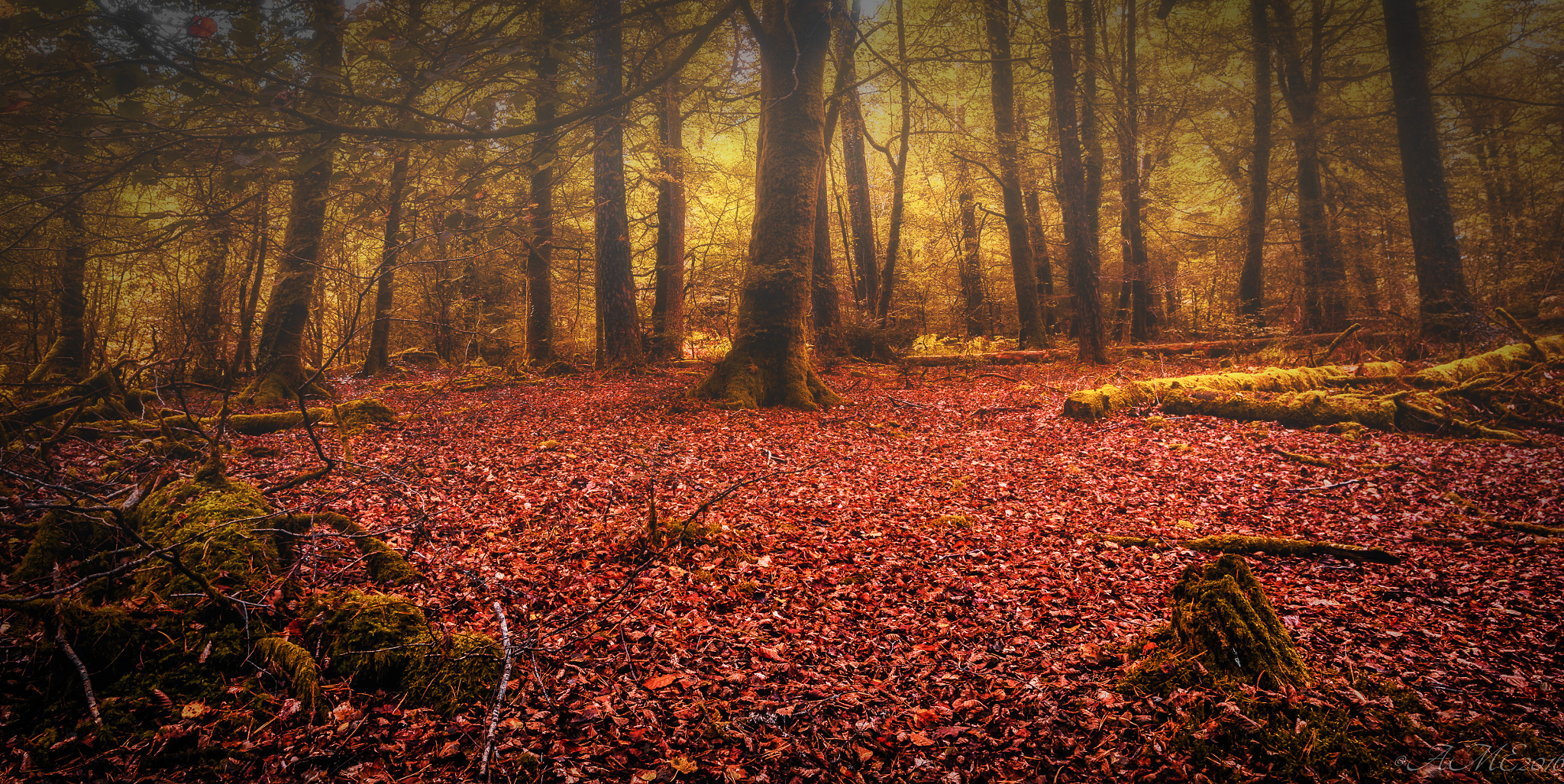 Pentax K-5 II sample photo. In the magical forest photography