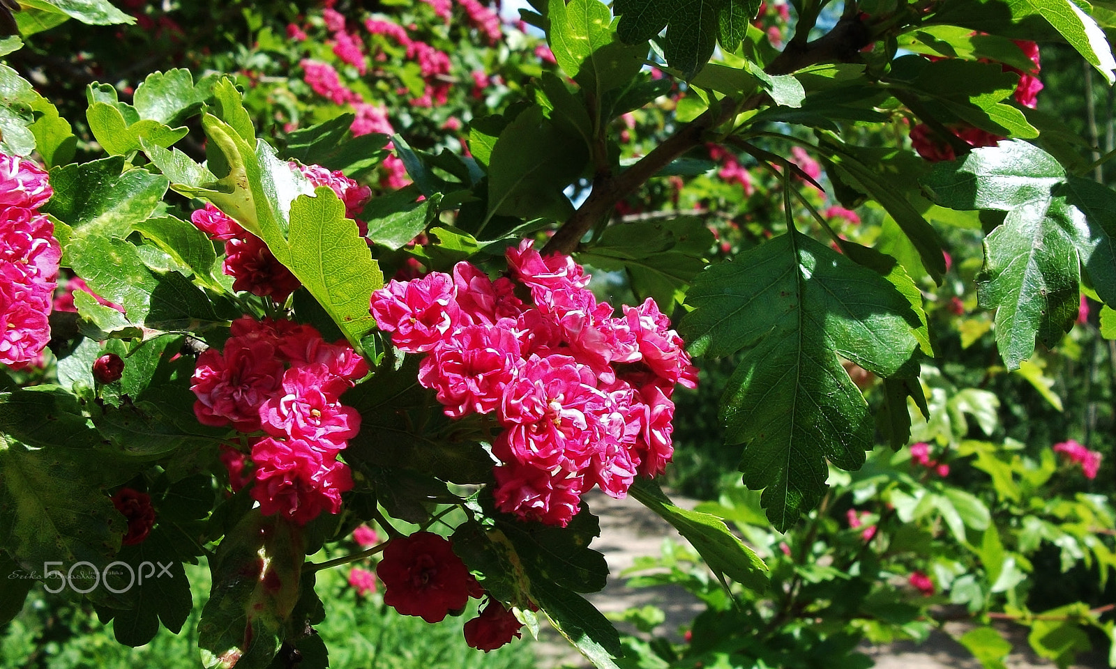 Fujifilm A170 A180 sample photo