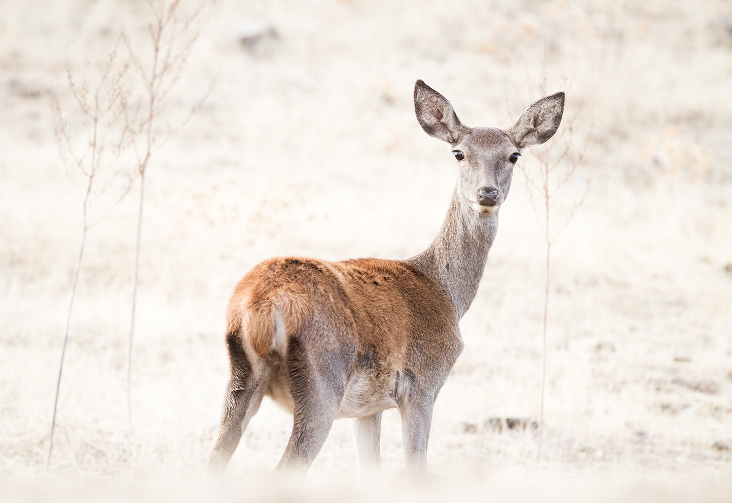 Canon EF 500mm F4L IS II USM sample photo. Mg photography