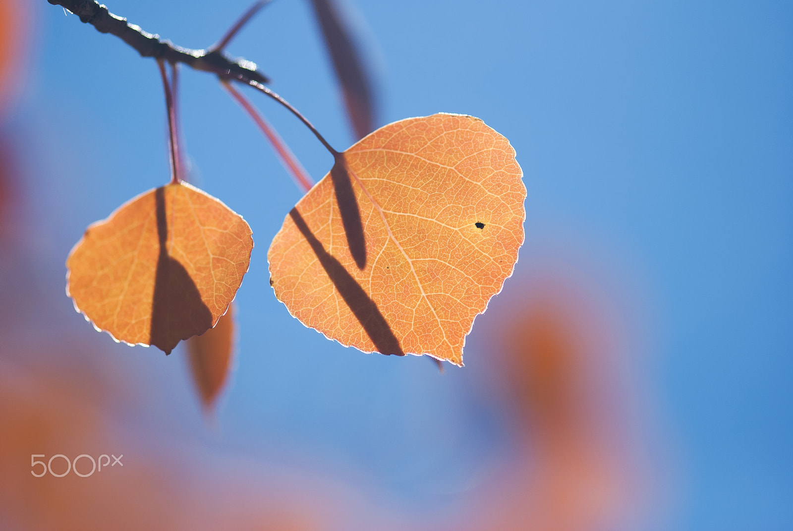 Nikon AF-S Micro-Nikkor 105mm F2.8G IF-ED VR sample photo. Orange aspen leaves against blue sky photography