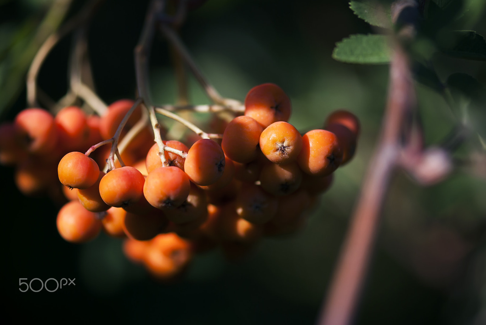 Nikon AF-S Micro-Nikkor 105mm F2.8G IF-ED VR sample photo. Orange berries photography