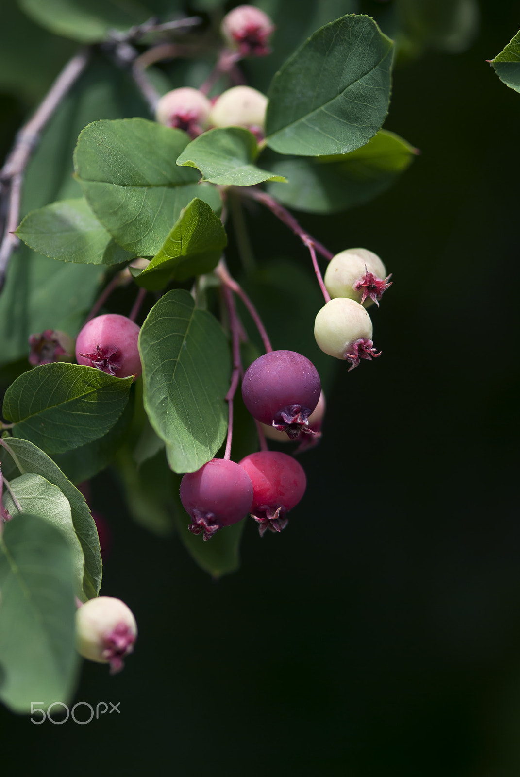Nikon AF-S Micro-Nikkor 105mm F2.8G IF-ED VR sample photo. Pink and white crab apples photography