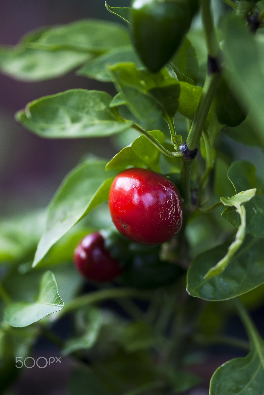 Nikon AF-S Micro-Nikkor 105mm F2.8G IF-ED VR sample photo. Red cherry pepper on vine photography