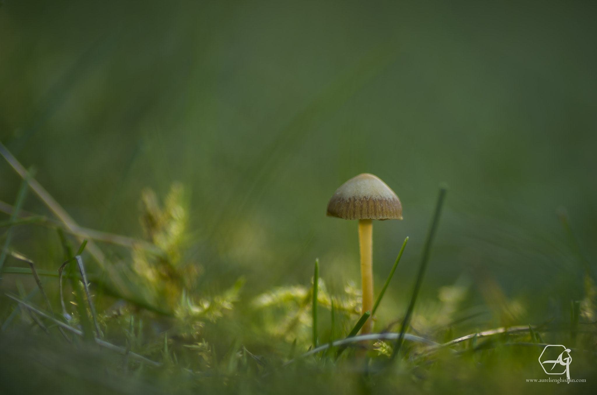 Tamron SP AF 90mm F2.8 Di Macro sample photo. Dans les pas d'arthur photography