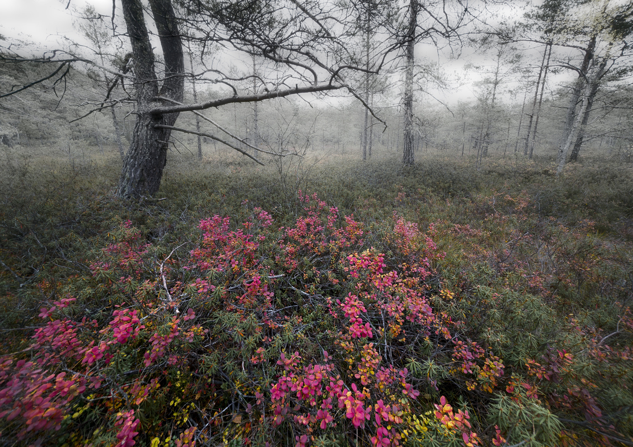 Sony a7S II sample photo. Älta bog in autumn colors photography