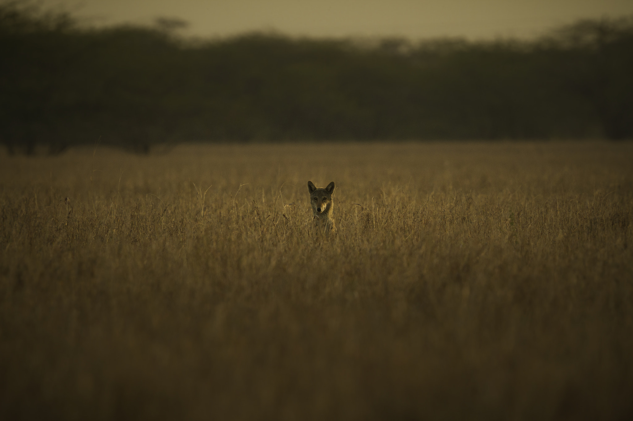 Canon EF 500mm F4L IS II USM sample photo. Lone wolf photography