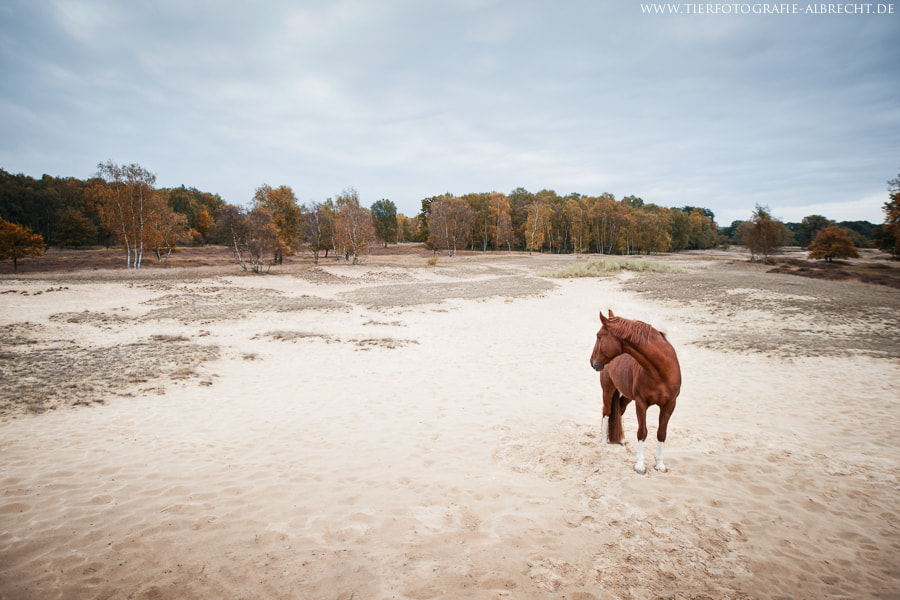 Canon EOS-1D Mark III sample photo. Autumn's coming photography