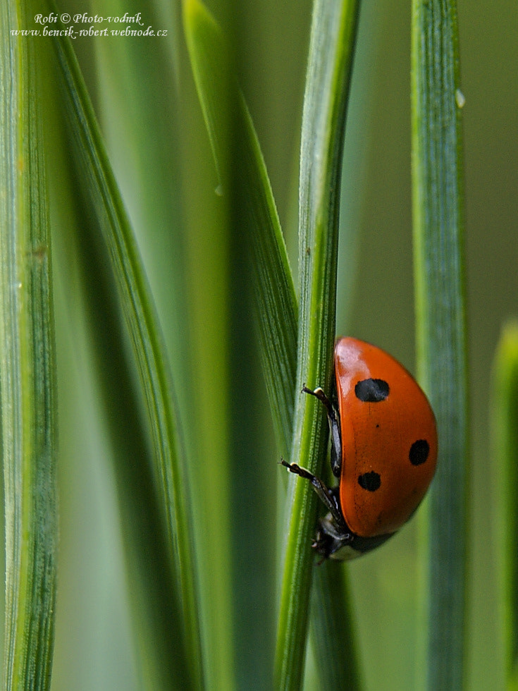 Olympus E-30 sample photo. Ladybird photography
