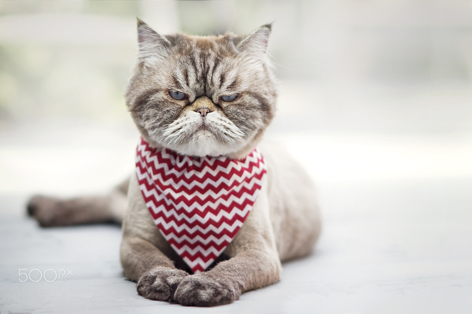 AF DC-Nikkor 135mm f/2D sample photo. Angry cat photography