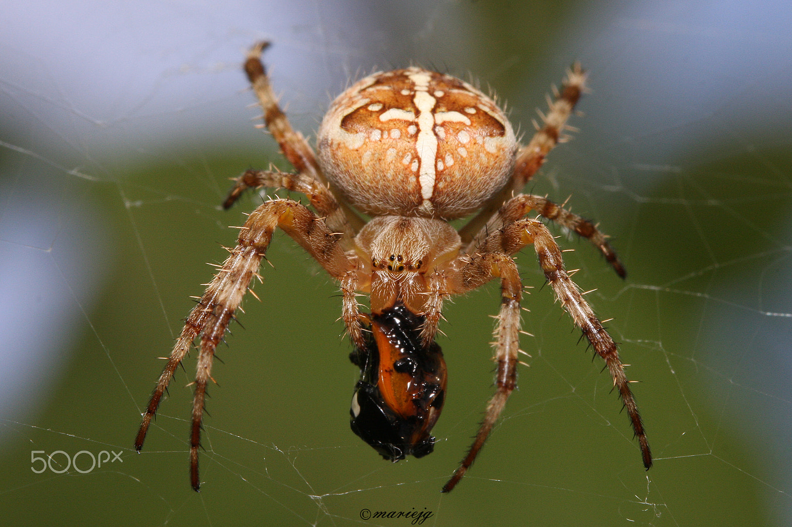 Canon EOS 40D + Canon EF 100mm F2.8 Macro USM sample photo. Spider photography