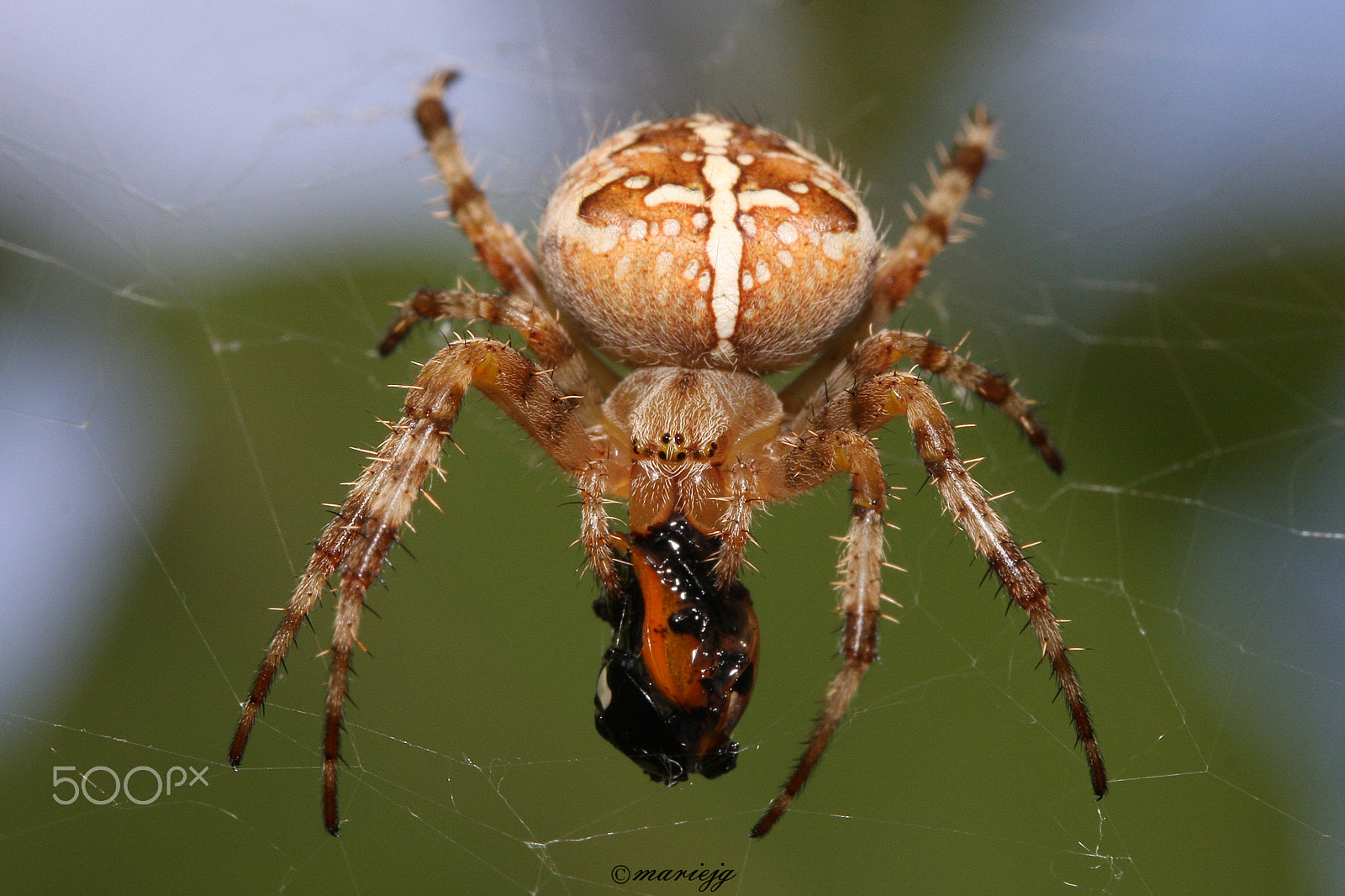 Canon EF 100mm F2.8 Macro USM sample photo. Spider photography