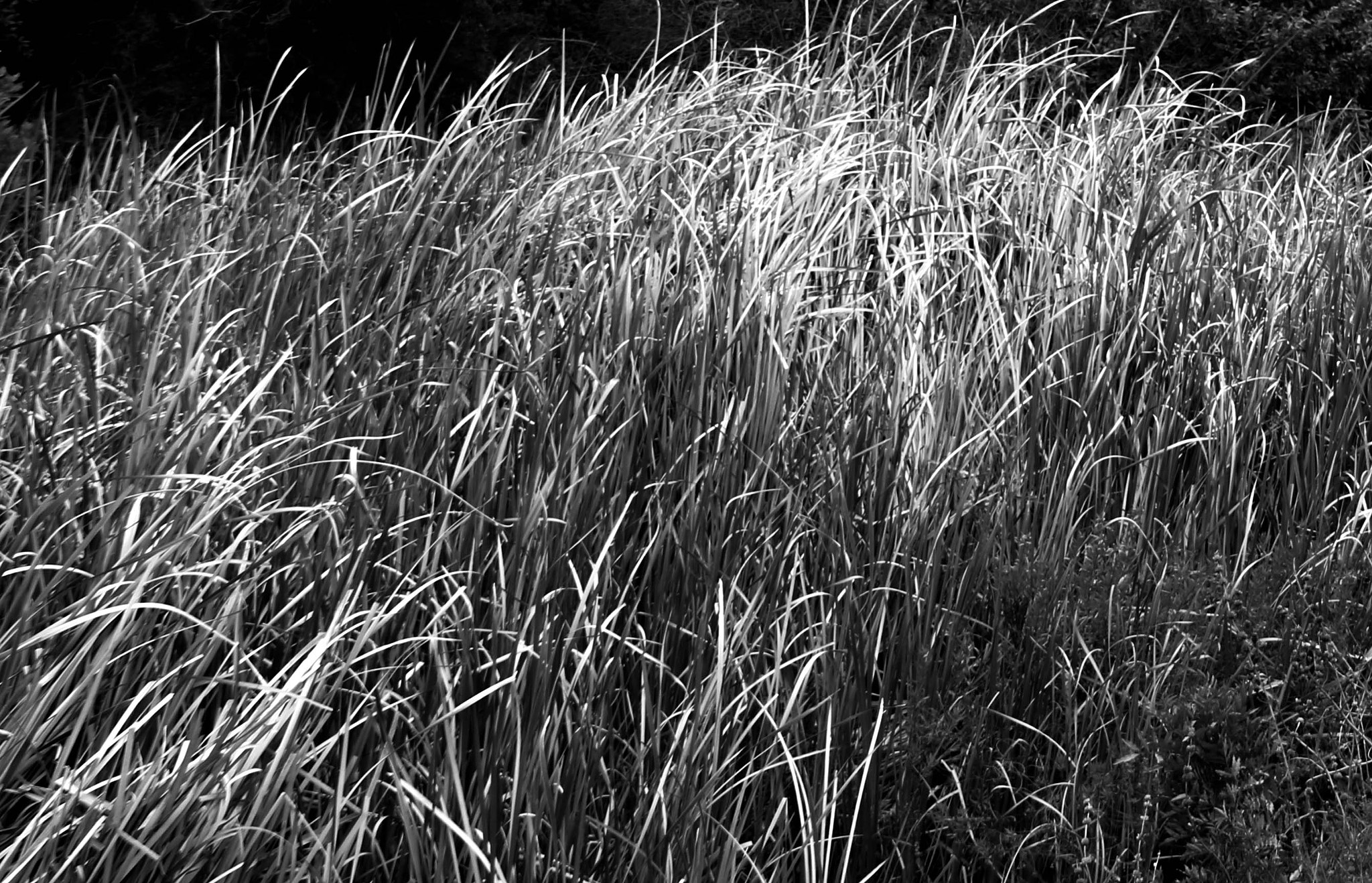 Canon EOS 750D (EOS Rebel T6i / EOS Kiss X8i) sample photo. Blowing in the wind photography